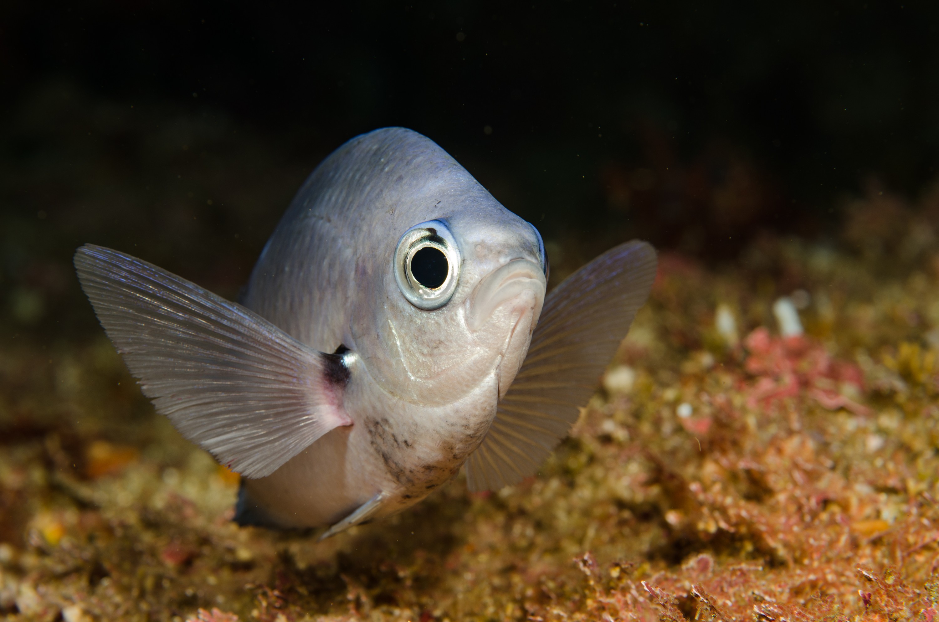 DSC_9434 – Chromis dispilus, Poor, Two-spot demoiselle, crispin, demoiselle, knights, marine, new, northland, nz, reserve, spot, two, zealand