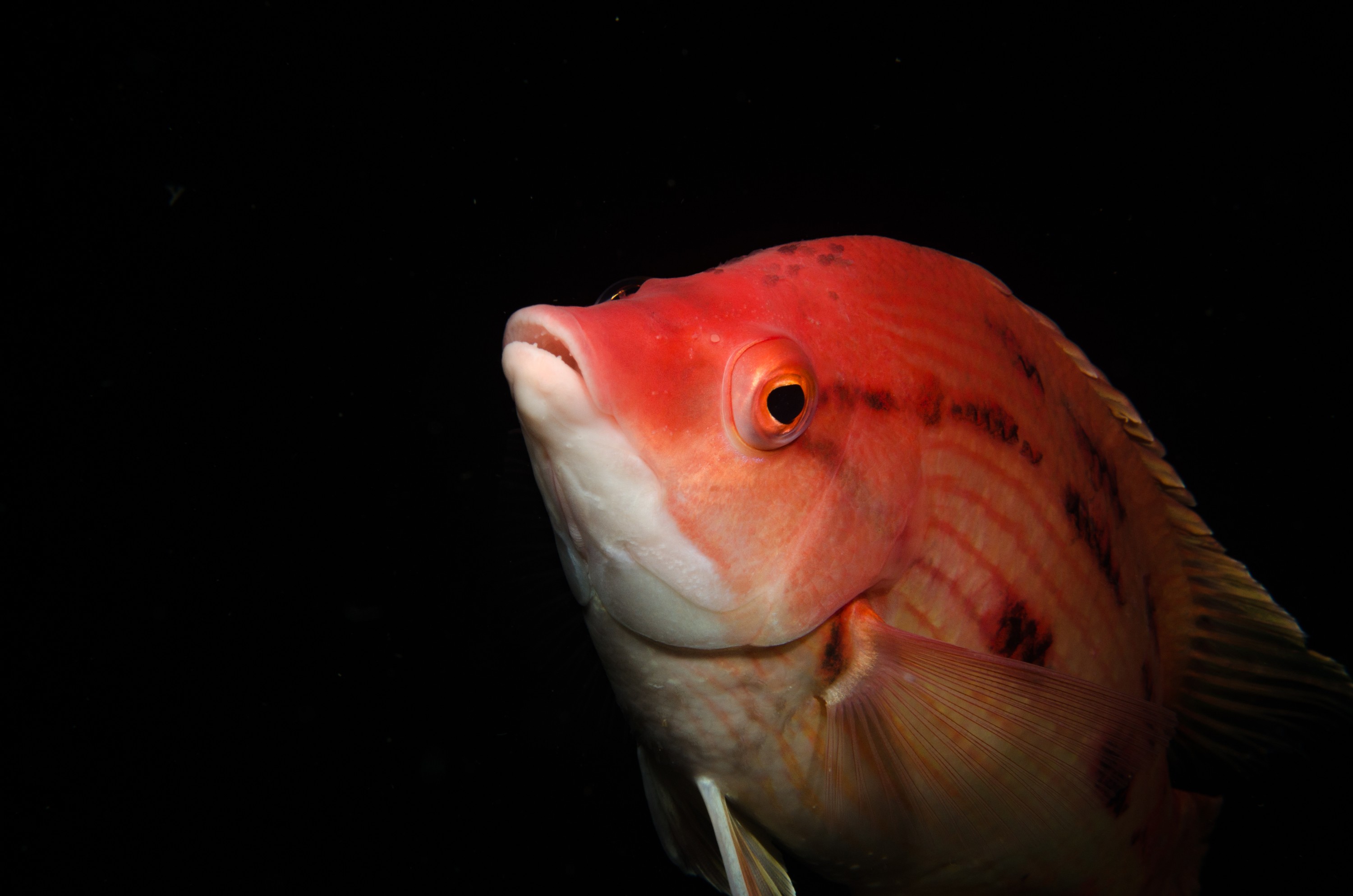 DSC_9448 – Bodianus unimaculatus, Poor, Red Pigfish, crispin, fish, knights, marine, new, northland, nz, pig, red, reserve, zealand