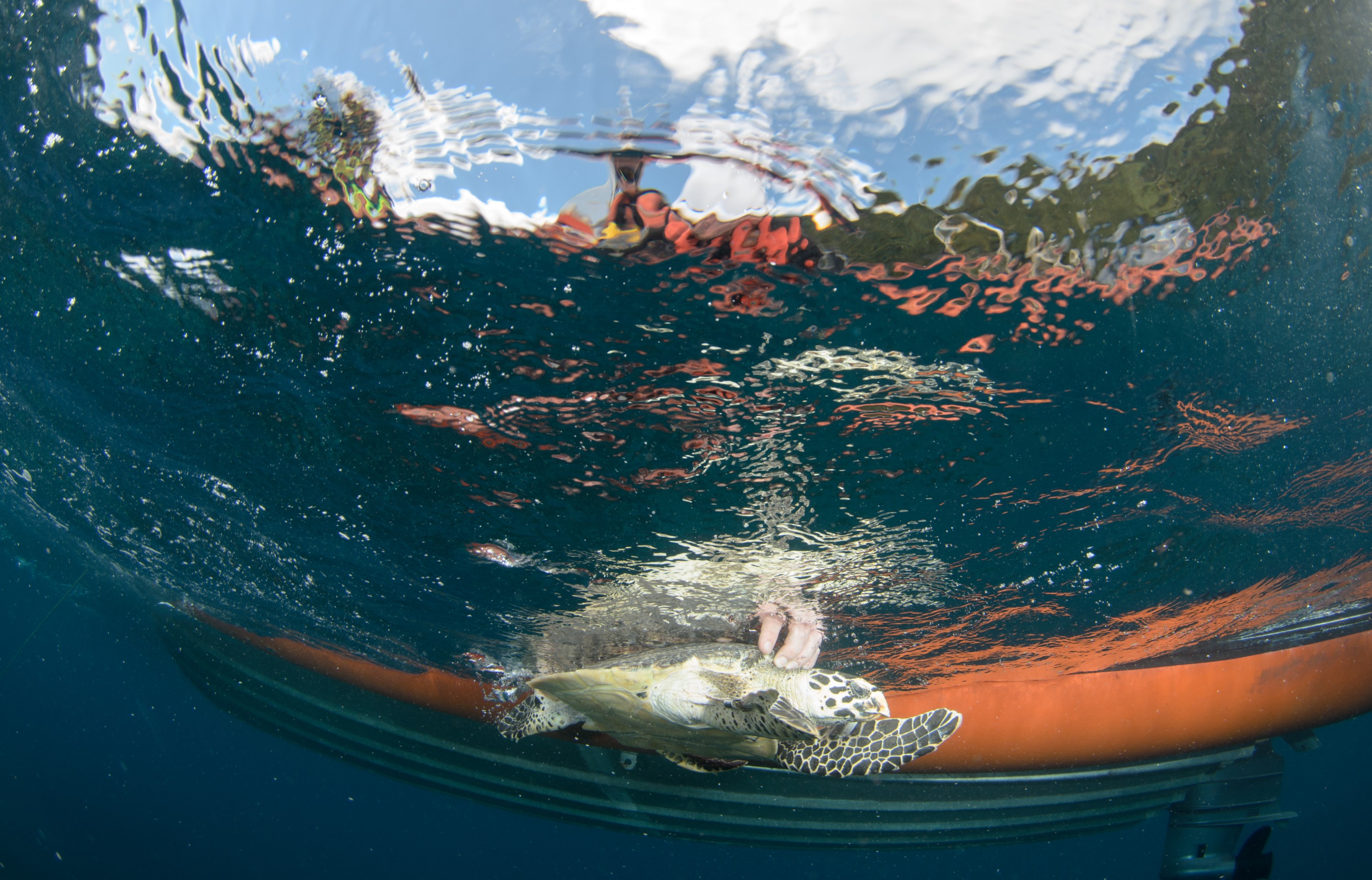 DSC_0752 – 2016, Kermadec, NIWA, New, October 16, RV, Zealand, crispin, expedition, hawksbill, kermadecs, marine, nz, ocean, rare, reserve, sanctuary, seacology, seacologynz, sealife, tangaroa, turtle