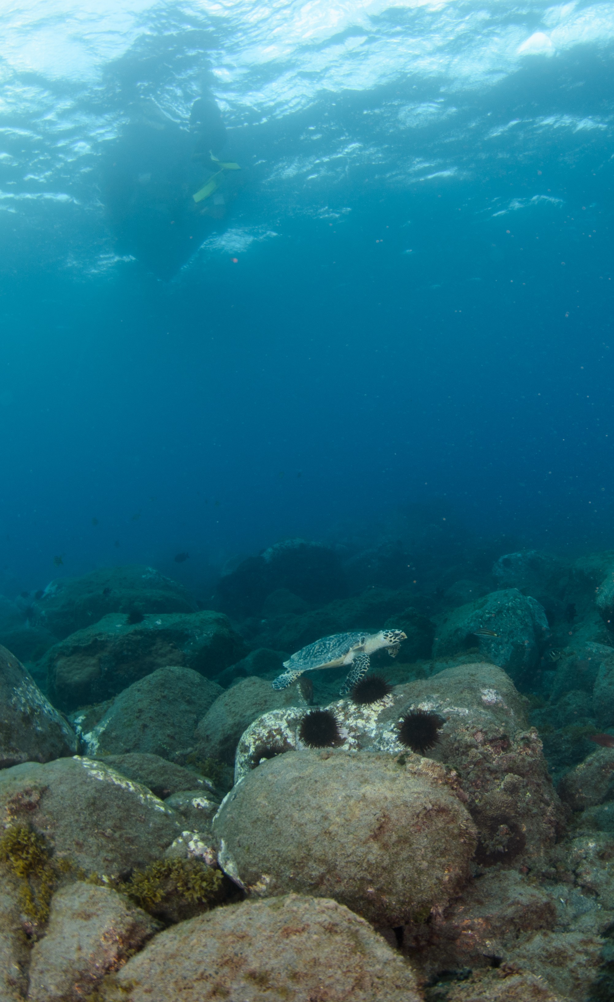 DSC_0763 – 2016, Kermadec, NIWA, New, October 16, RV, Zealand, crispin, expedition, hawksbill, kermadecs, marine, nz, ocean, rare, reserve, sanctuary, seacology, seacologynz, sealife, tangaroa, turtle