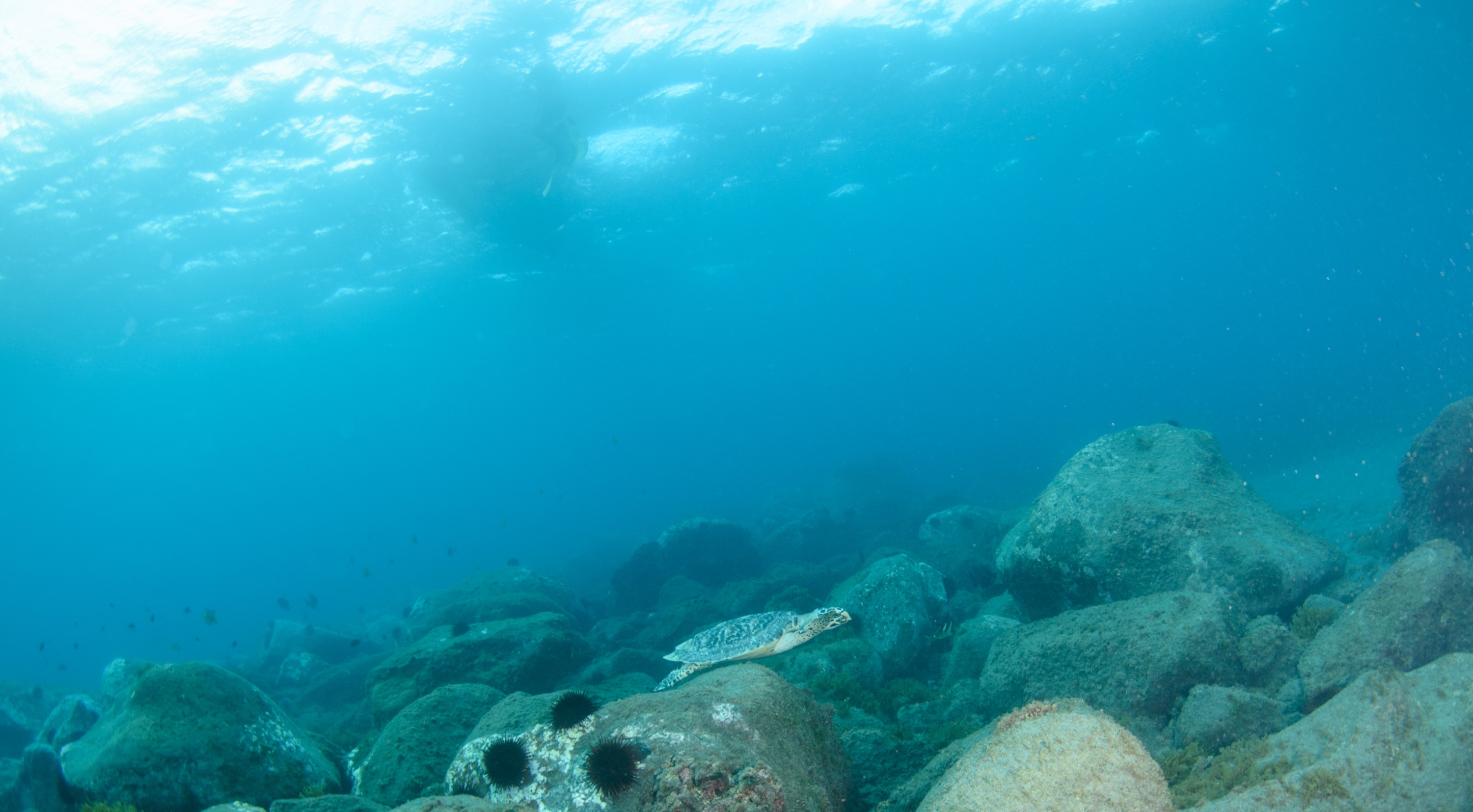 DSC_0764 – 2016, Kermadec, NIWA, New, October 16, RV, Zealand, crispin, expedition, hawksbill, kermadecs, marine, nz, ocean, rare, reserve, sanctuary, seacology, seacologynz, sealife, tangaroa, turtle