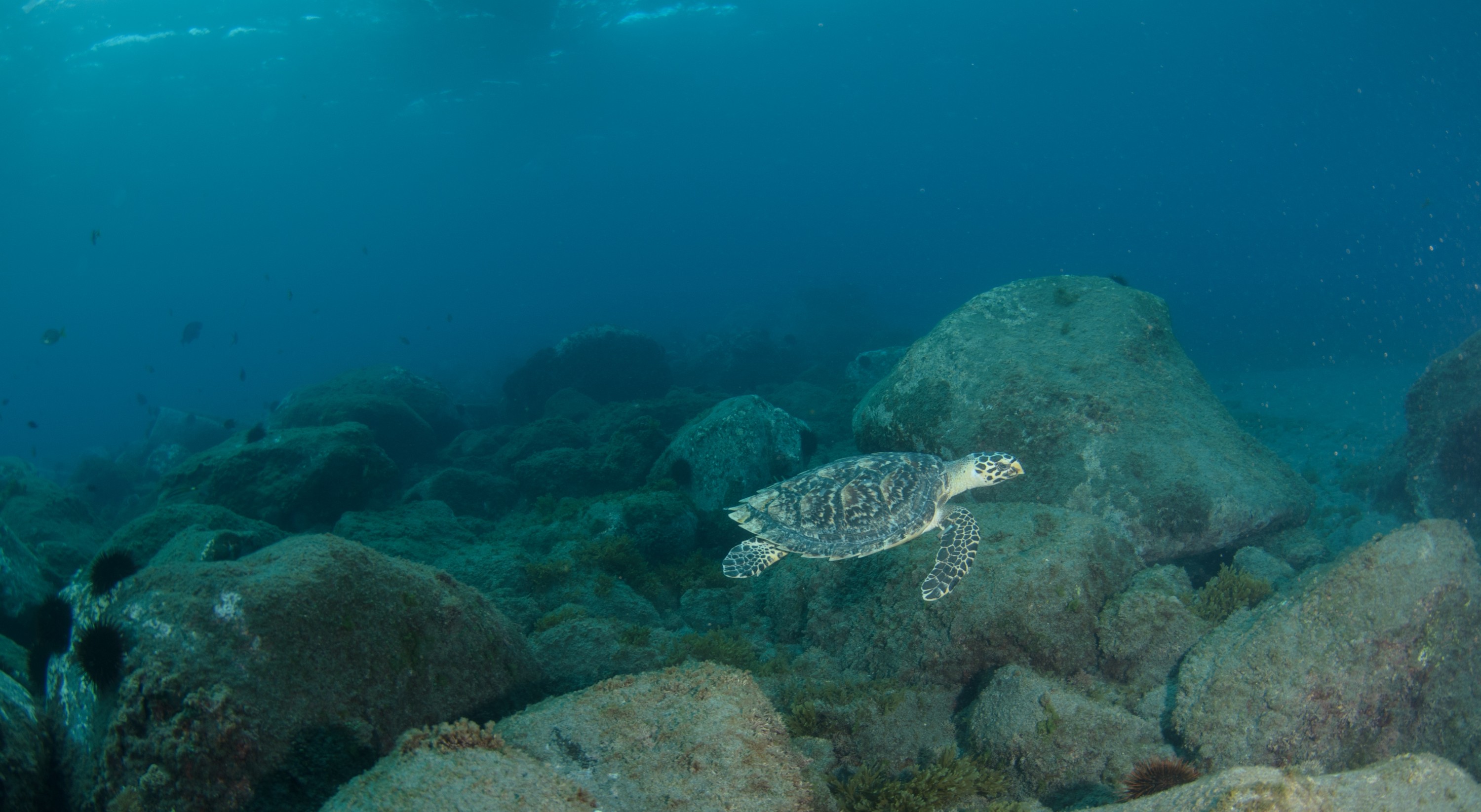 DSC_0766 – 2016, Kermadec, NIWA, New, October 16, RV, Zealand, crispin, expedition, hawksbill, kermadecs, marine, nz, ocean, rare, reserve, sanctuary, seacology, seacologynz, sealife, tangaroa, turtle