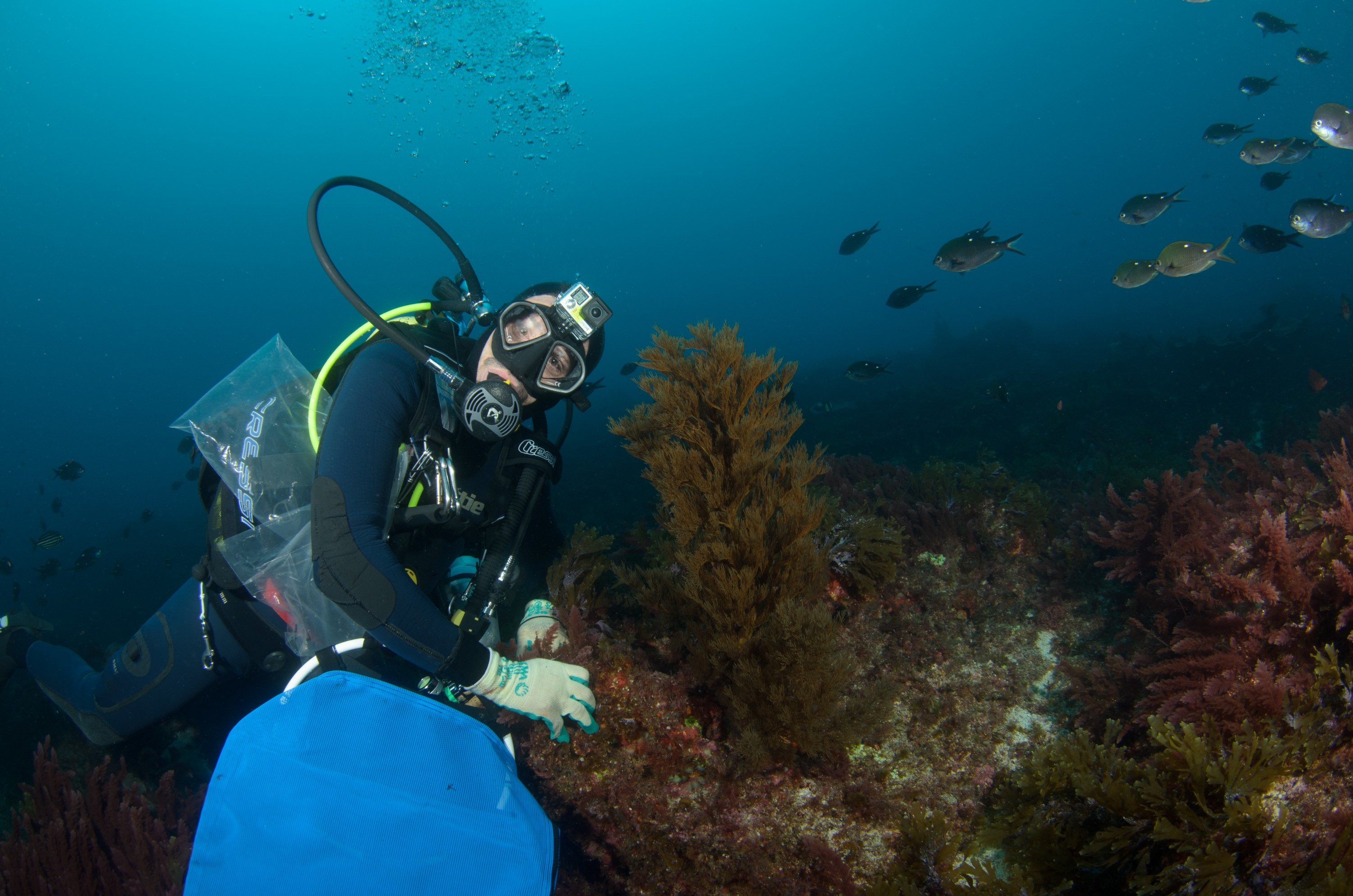 DSC_0933 – 2016, Kermadec, NIWA, New, October 16, RV, Zealand, black, coral, crispin, expedition, kermadecs, marine, nz, ocean, raoul, reserve, sanctuary, seacology, seacologynz, tangaroa