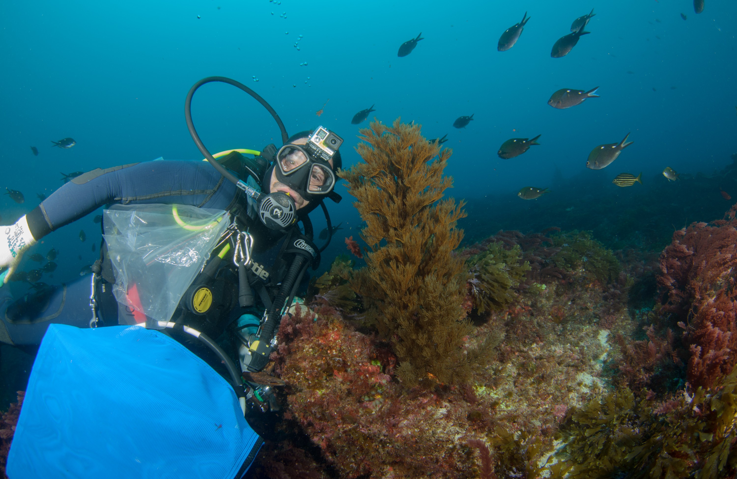 DSC_0934 – 2016, Kermadec, NIWA, New, October 16, RV, Zealand, black, coral, crispin, expedition, kermadecs, marine, nz, ocean, raoul, reserve, sanctuary, seacology, seacologynz, tangaroa