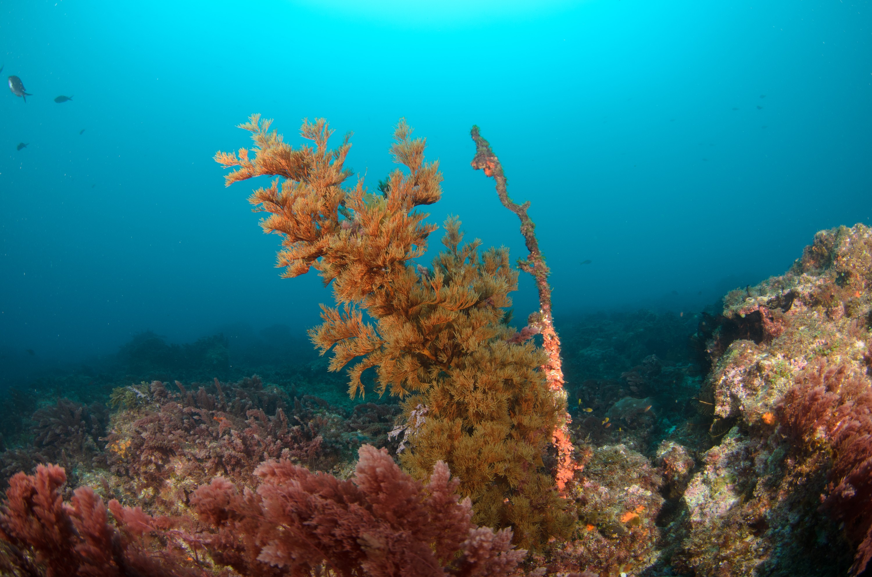DSC_0943 – 2016, Kermadec, NIWA, New, October 16, RV, Zealand, black, coral, crispin, expedition, kermadecs, marine, nz, ocean, raoul, reserve, sanctuary, seacology, seacologynz, tangaroa