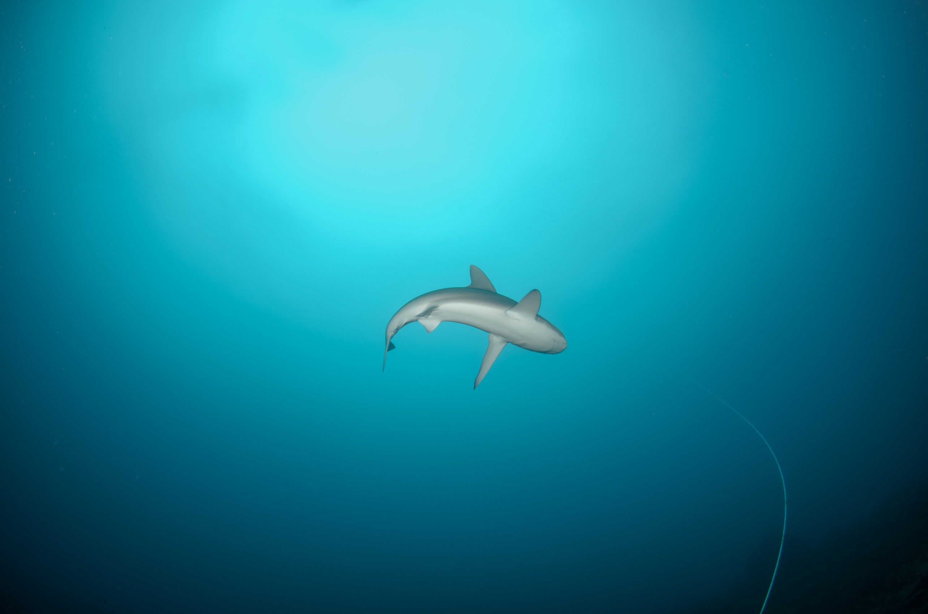 DSC_0952 – 2016, Carcharhinus, Kermadec, NIWA, New, October 16, RV, Zealand, crispin, expedition, galapagensis, galapagos, kermadecs, marine, nz, ocean, raoul, reserve, sanctuary, seacology, seacologynz, shark, tangaroa