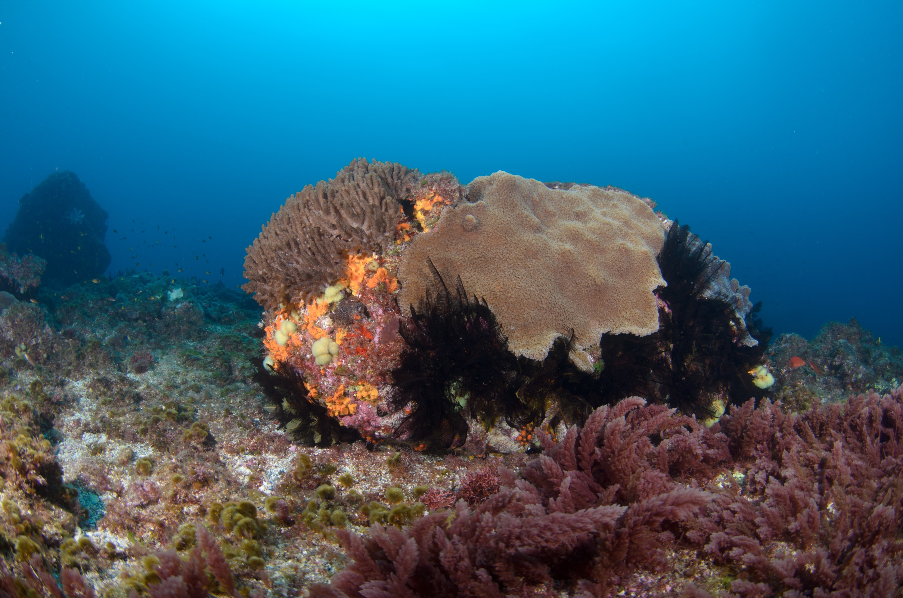 DSC_0957 – 2016, Kermadec, NIWA, New, October 16, RV, Zealand, crispin, expedition, kermadecs, marine, nz, ocean, reef, reserve, sanctuary, seacology, seacologynz, tangaroa