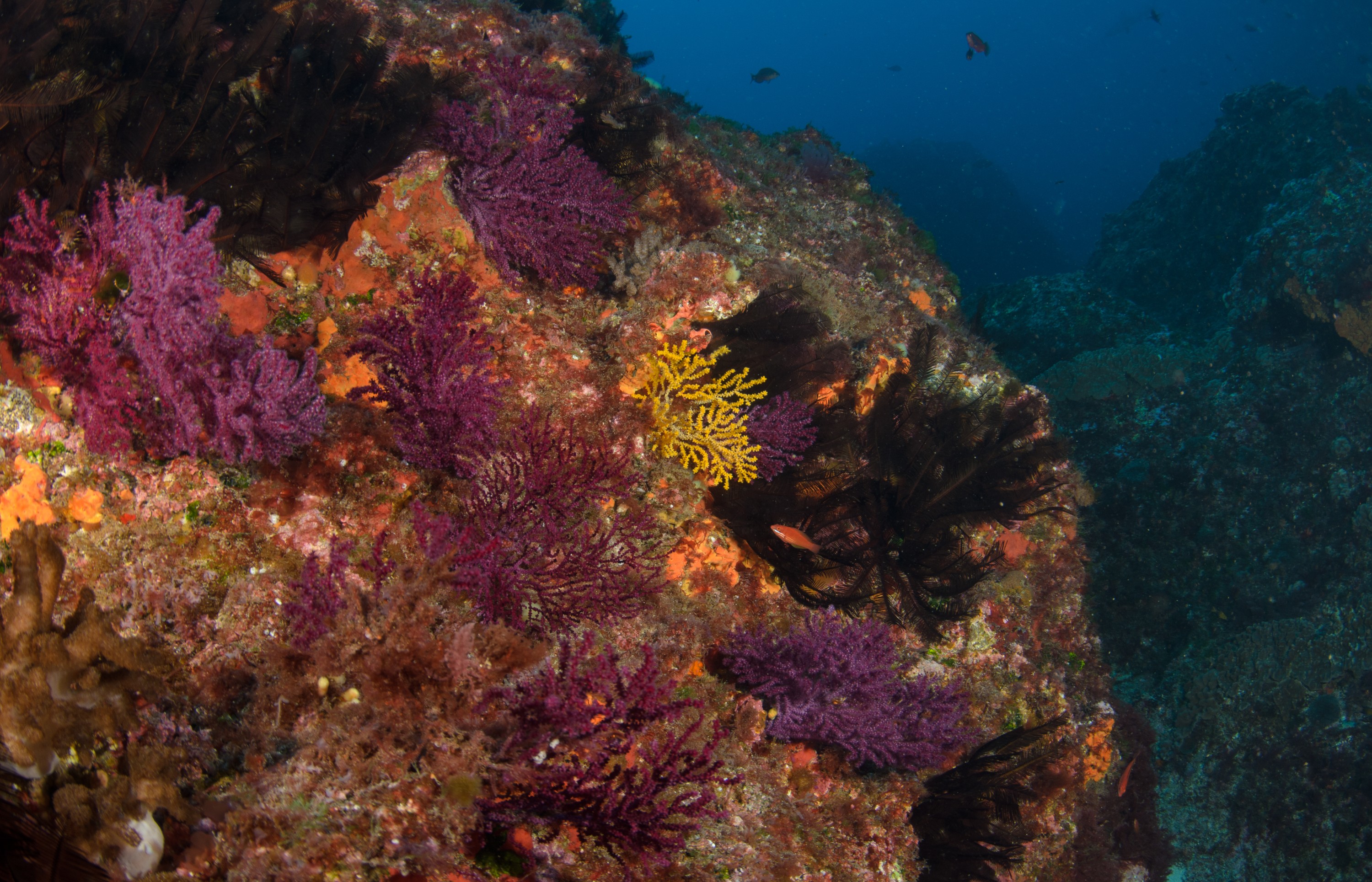 DSC_1019 – 2016, Gorgonian, Gorgonion, Kermadec, NIWA, New, October 16, RV, Zealand, crispin, expedition, kermadecs, marine, nz, ocean, raoul, reserve, sanctuary, seacology, seacologynz, tangaroa
