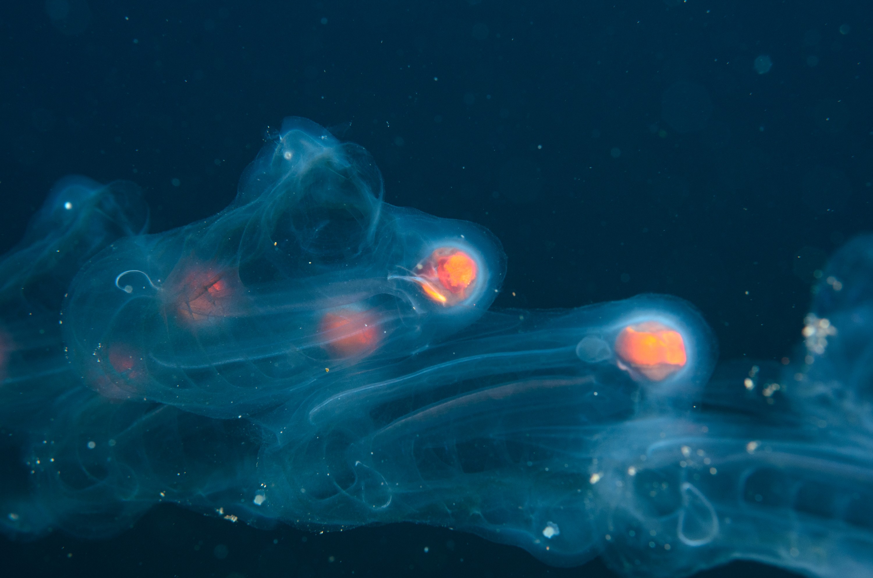 DSC_1160 – 2016, Kermadec, NIWA, New, October 16, RV, Salp, Zealand, chain, crispin, expedition, kermadecs, marine, nz, ocean, reserve, sanctuary, seacology, seacologynz, tangaroa