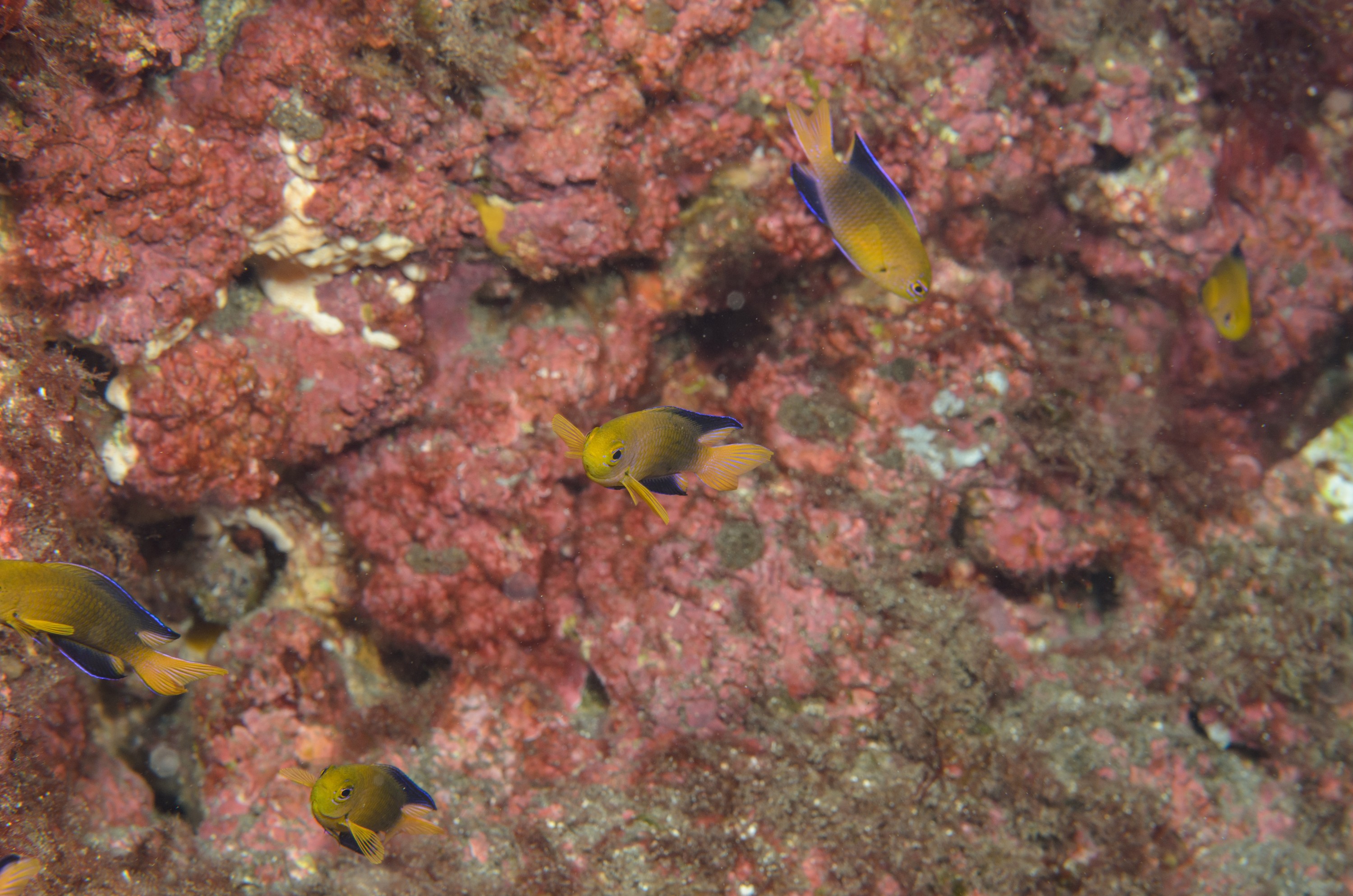 DSC_1236 – 2016, Chrisiptera, Easter, Island, Kermadec, NIWA, New, October 16, RV, Zealand, crispin, demoiselles, expedition, kermadecs, marine, nz, ocean, rapanui, reserve, sanctuary, seacology, seacologynz, tangaroa