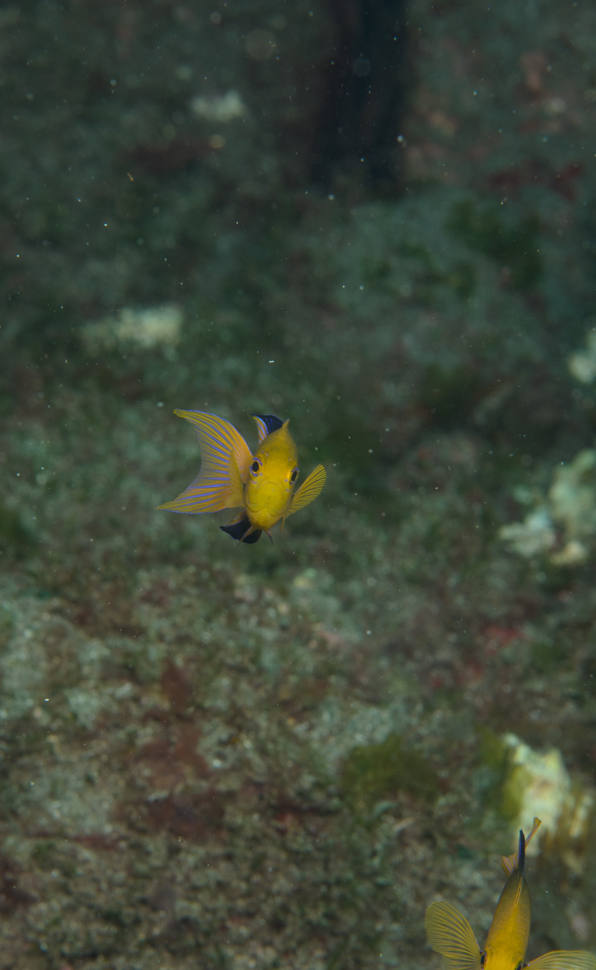 DSC_1248 – 2016, Chrisiptera, Easter, Island, Kermadec, NIWA, New, October 16, RV, Zealand, crispin, demoiselles, expedition, kermadecs, marine, nz, ocean, rapanui, reserve, sanctuary, seacology, seacologynz, tangaroa