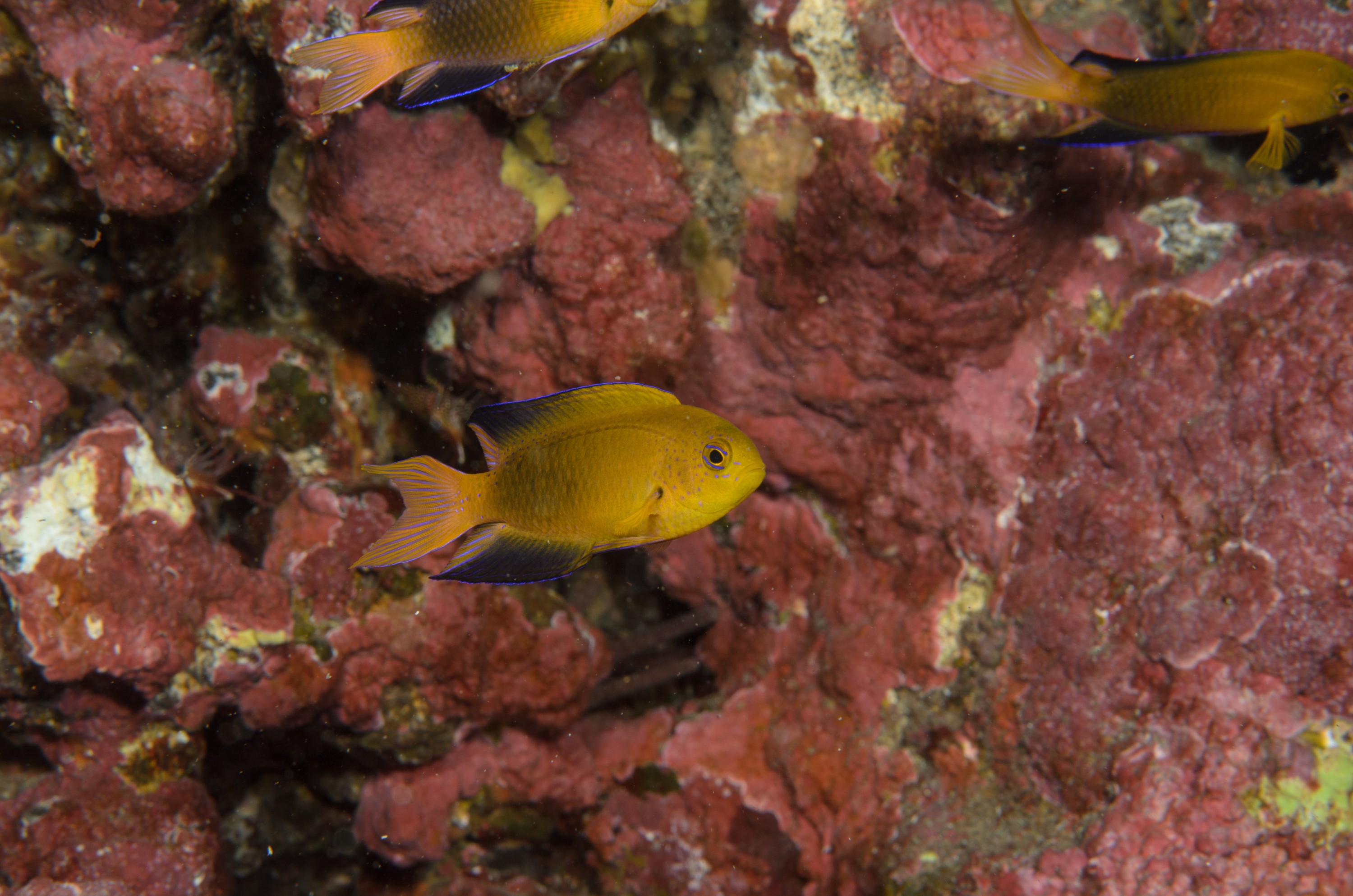 DSC_1254 – 2016, Chrisiptera, Easter, Island, Kermadec, NIWA, New, October 16, RV, Zealand, crispin, demoiselles, expedition, kermadecs, marine, nz, ocean, rapanui, reserve, sanctuary, seacology, seacologynz, tangaroa