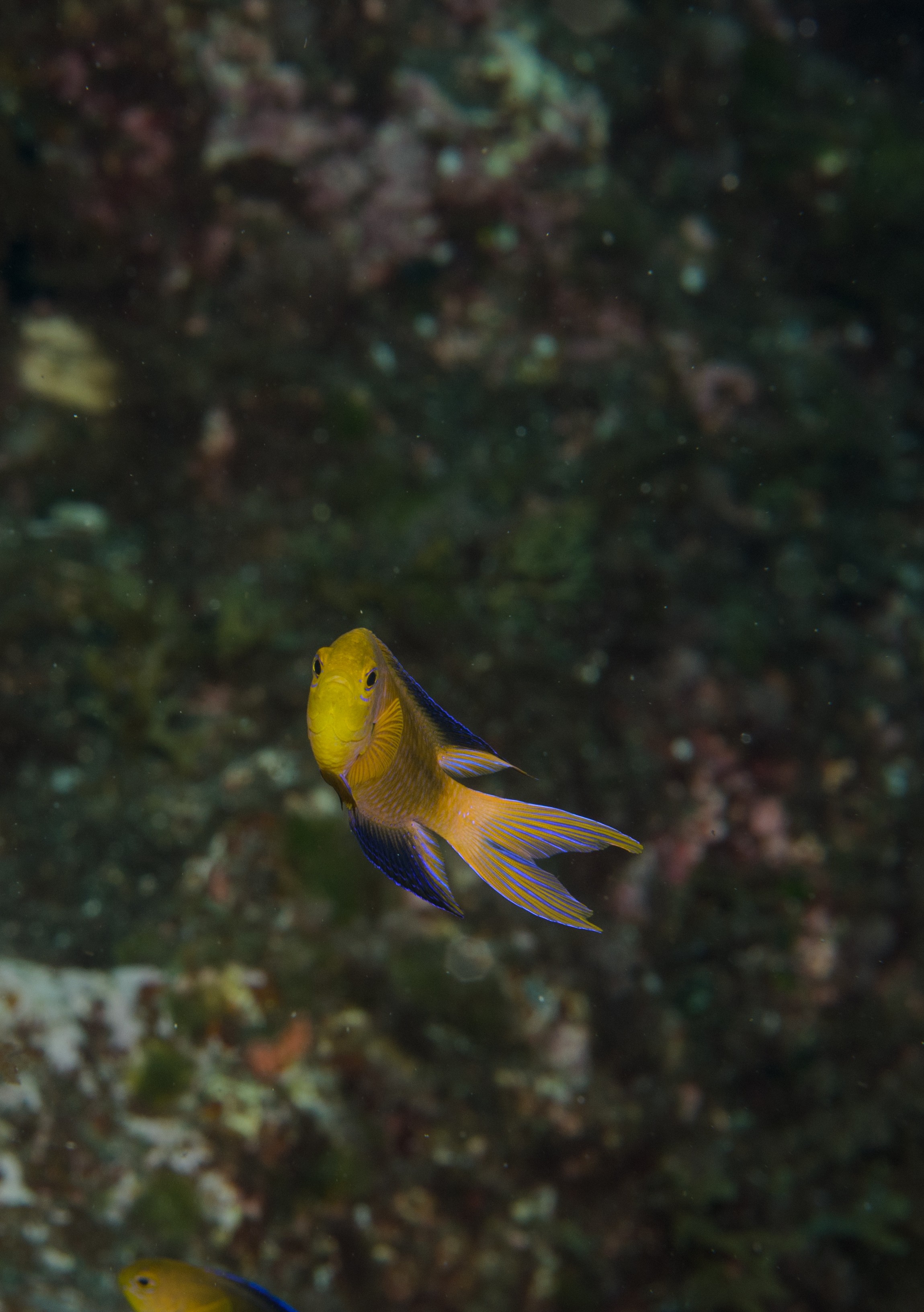 DSC_1281 – 2016, Chrisiptera, Easter, Island, Kermadec, NIWA, New, October 16, RV, Zealand, crispin, demoiselles, expedition, kermadecs, marine, nz, ocean, rapanui, reserve, sanctuary, seacology, seacologynz, tangaroa