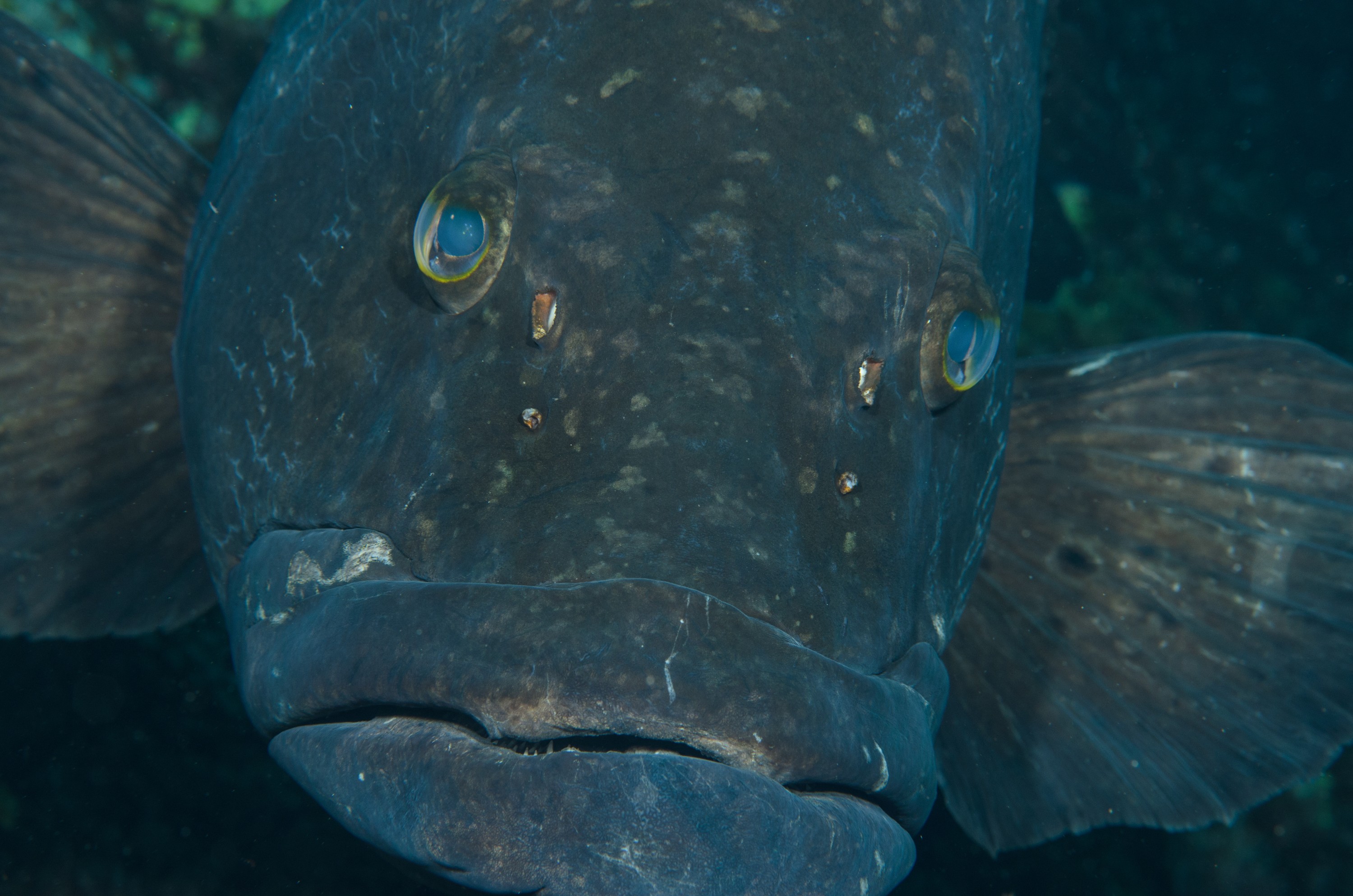 DSC_1311 – 2016, Epinephelus, Kermadec, NIWA, New, October 16, RV, Zealand, black, crispin, daemelii, expedition, grouper, kermadecs, marine, nz, ocean, reserve, sanctuary, seacology, seacologynz, spotted, tangaroa