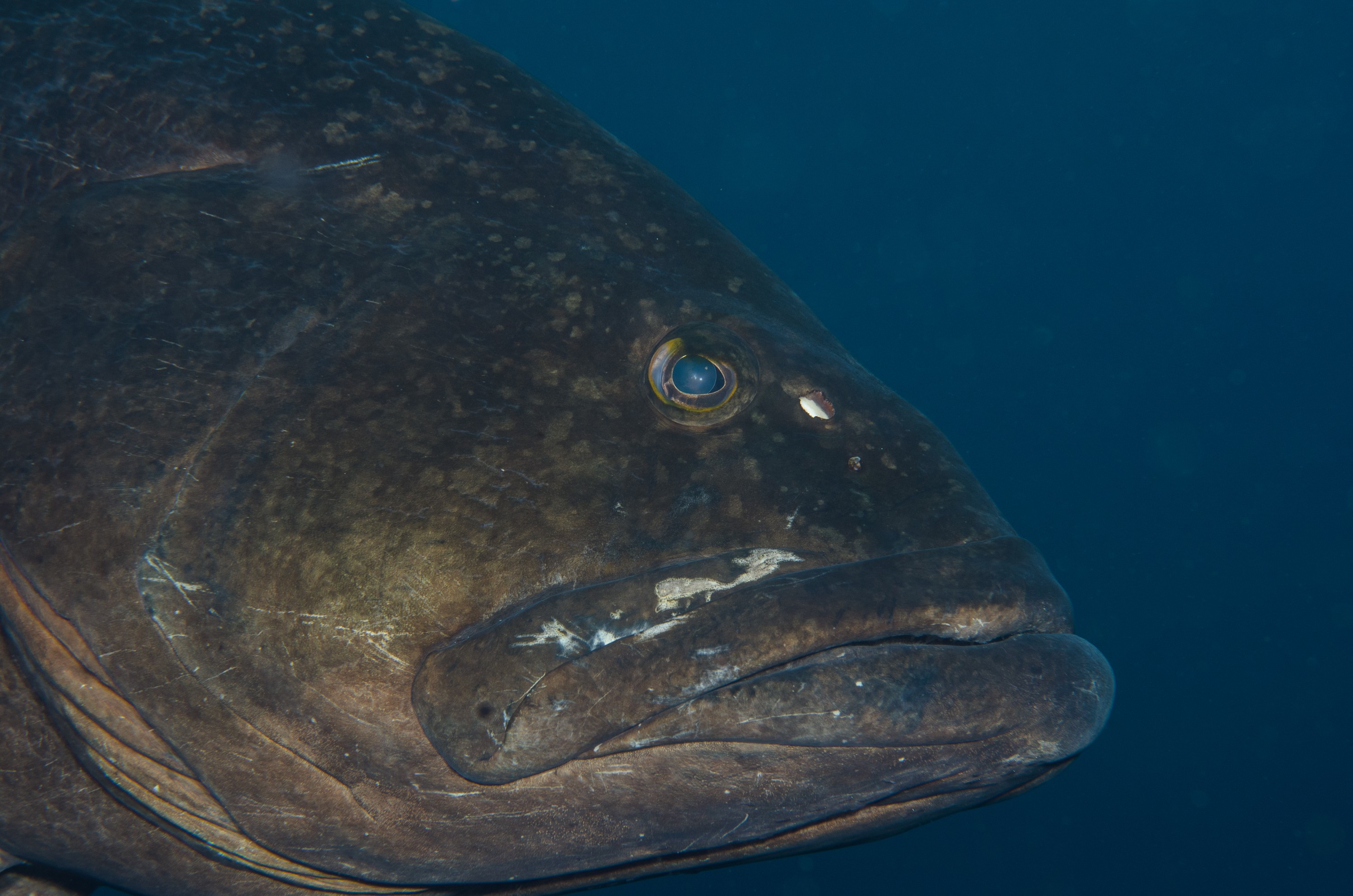 DSC_1313 – 2016, Epinephelus, Kermadec, NIWA, New, October 16, RV, Zealand, black, crispin, daemelii, expedition, grouper, kermadecs, marine, nz, ocean, reserve, sanctuary, seacology, seacologynz, spotted, tangaroa