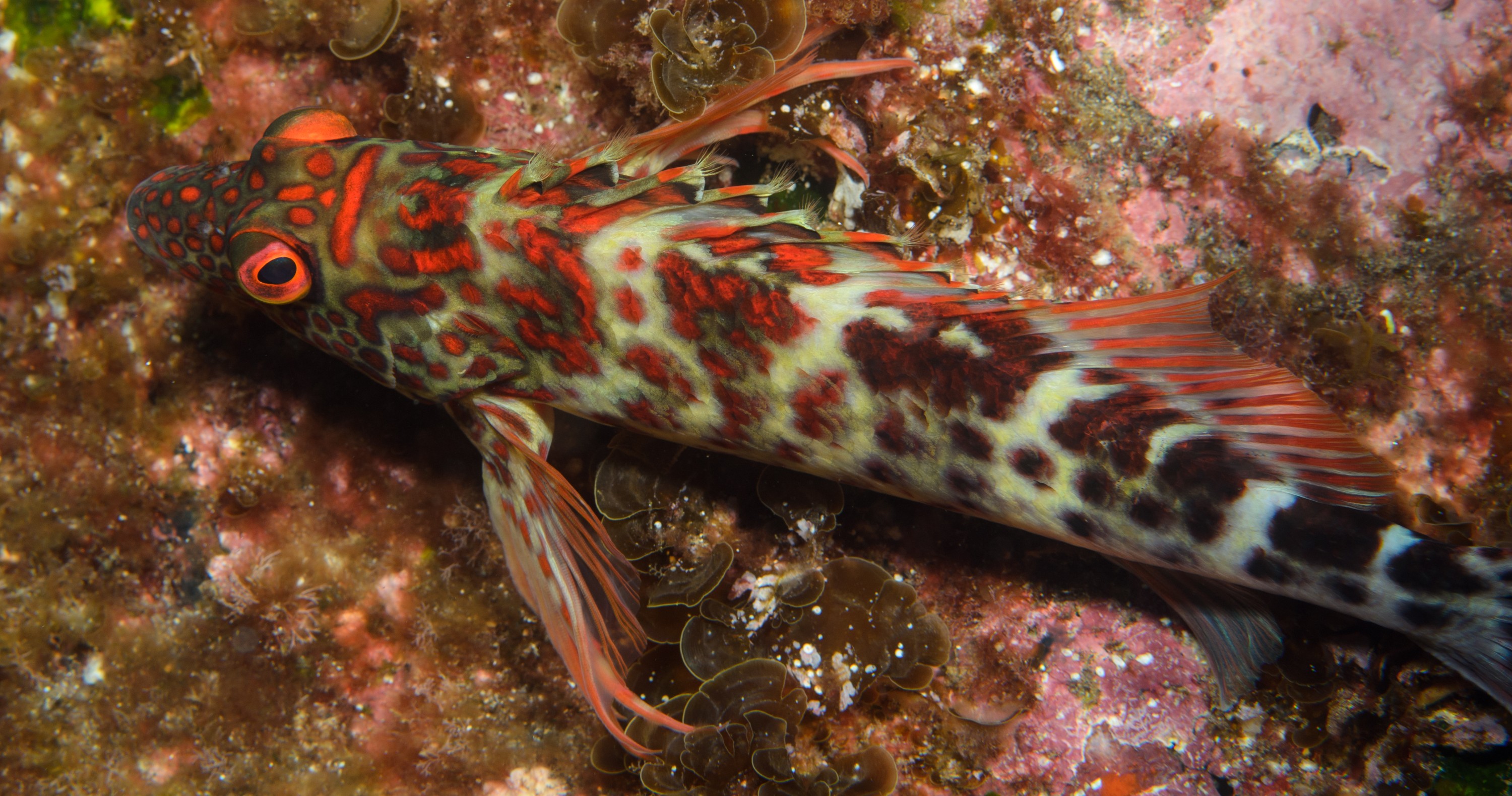 DSC_1327 – 2016, Cirrhitus, Kermadec, NIWA, New, October 16, RV, Splendid, Zealand, crispin, expedition, hawkfish, kermadecs, marine, nz, ocean, reserve, sanctuary, seacology, seacologynz, splendens, tangaroa