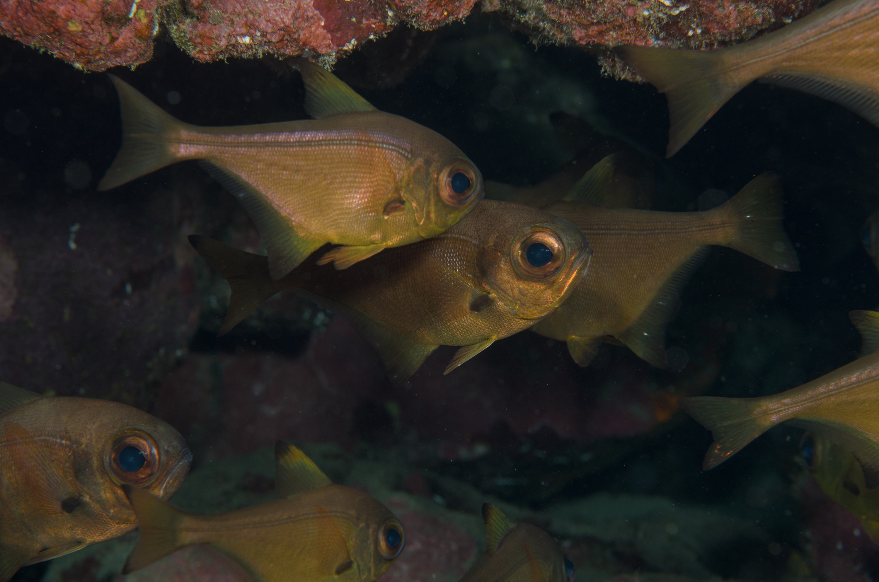 DSC_1341 – 2016, Bronze, Kermadec, NIWA, New, October 16, Pempheris, RV, Sweeper, Zealand, analis, crispin, expedition, kermadecs, marine, nz, ocean, reserve, sanctuary, seacology, seacologynz, tangaroa