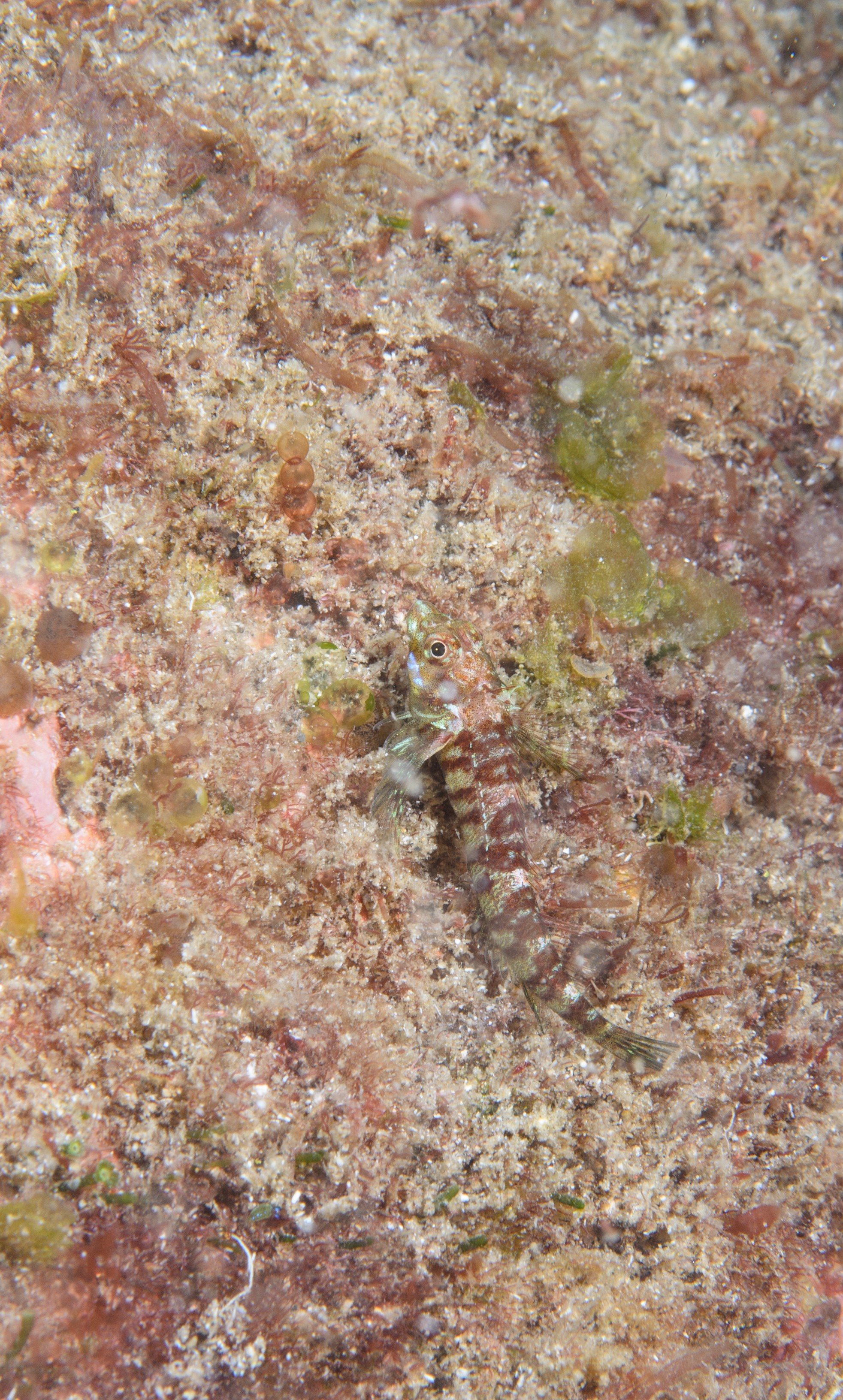 DSC_1371 – 2016, Enneapterygius, Kermadec, NIWA, New, October 16, RV, Zealand, crispin, expedition, kermadecensis, kermadecs, marine, nz, ocean, reserve, sanctuary, seacology, seacologynz, tangaroa, triplefin