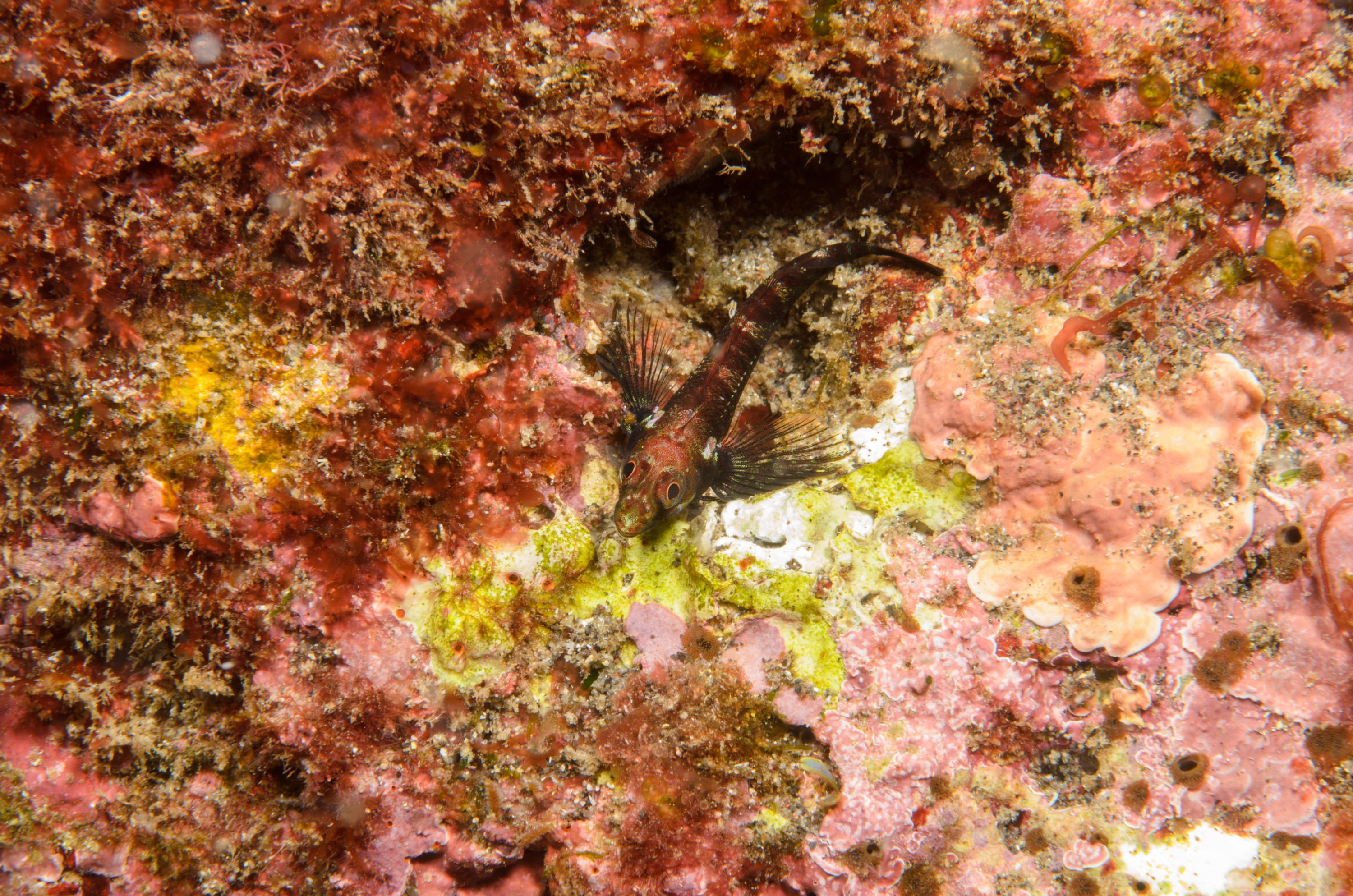 DSC_1385 – 2016, Enneapterygius, Kermadec, NIWA, New, October 16, RV, Zealand, crispin, expedition, kermadecensis, kermadecs, marine, nz, ocean, reserve, sanctuary, seacology, seacologynz, tangaroa, triplefin