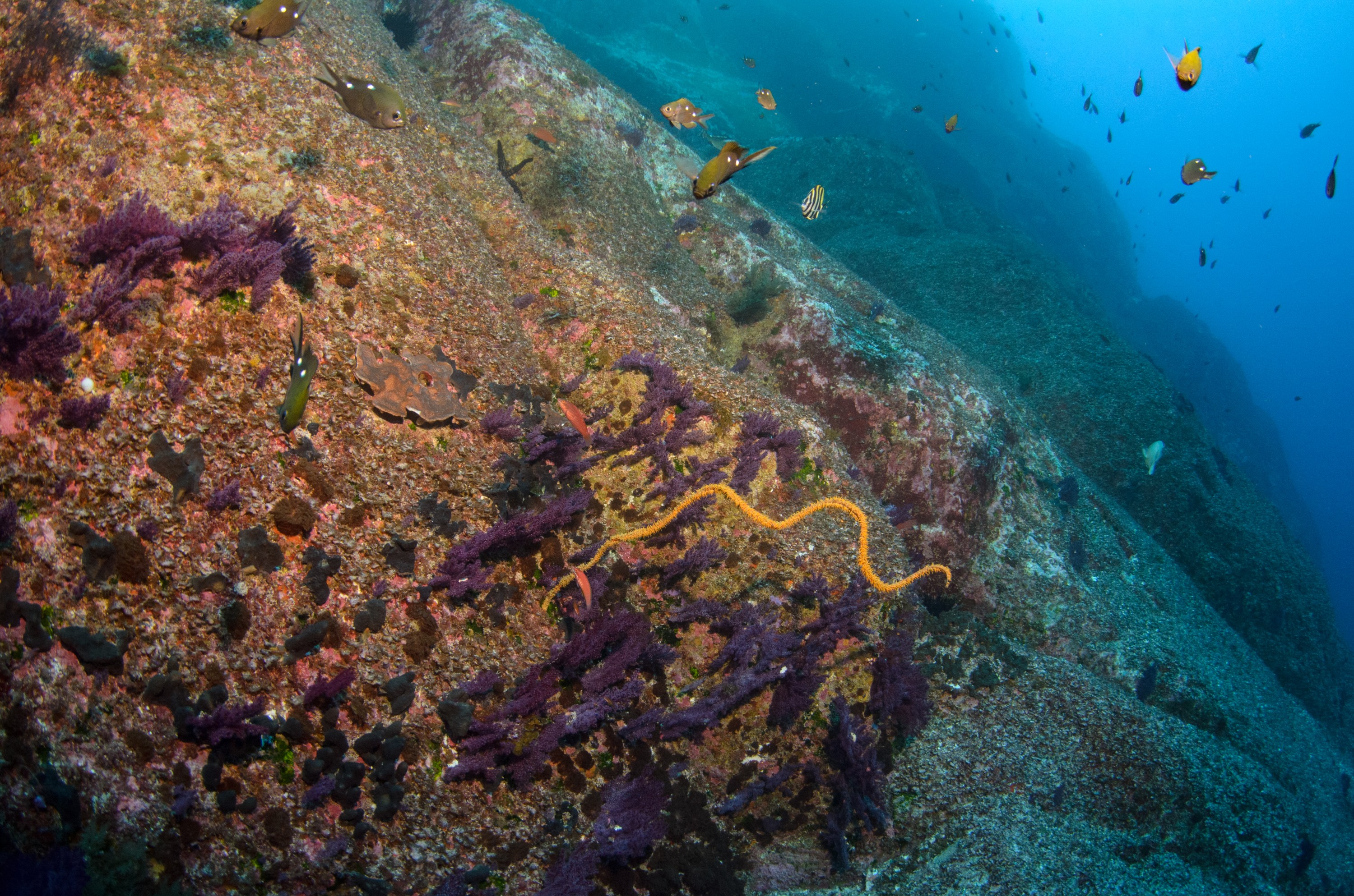DSC_1424 – 2016, Kermadec, NIWA, New, October 16, RV, Zealand, crispin, expedition, kermadecs, marine, nz, ocean, reserve, sanctuary, seacology, seacologynz, tangaroa