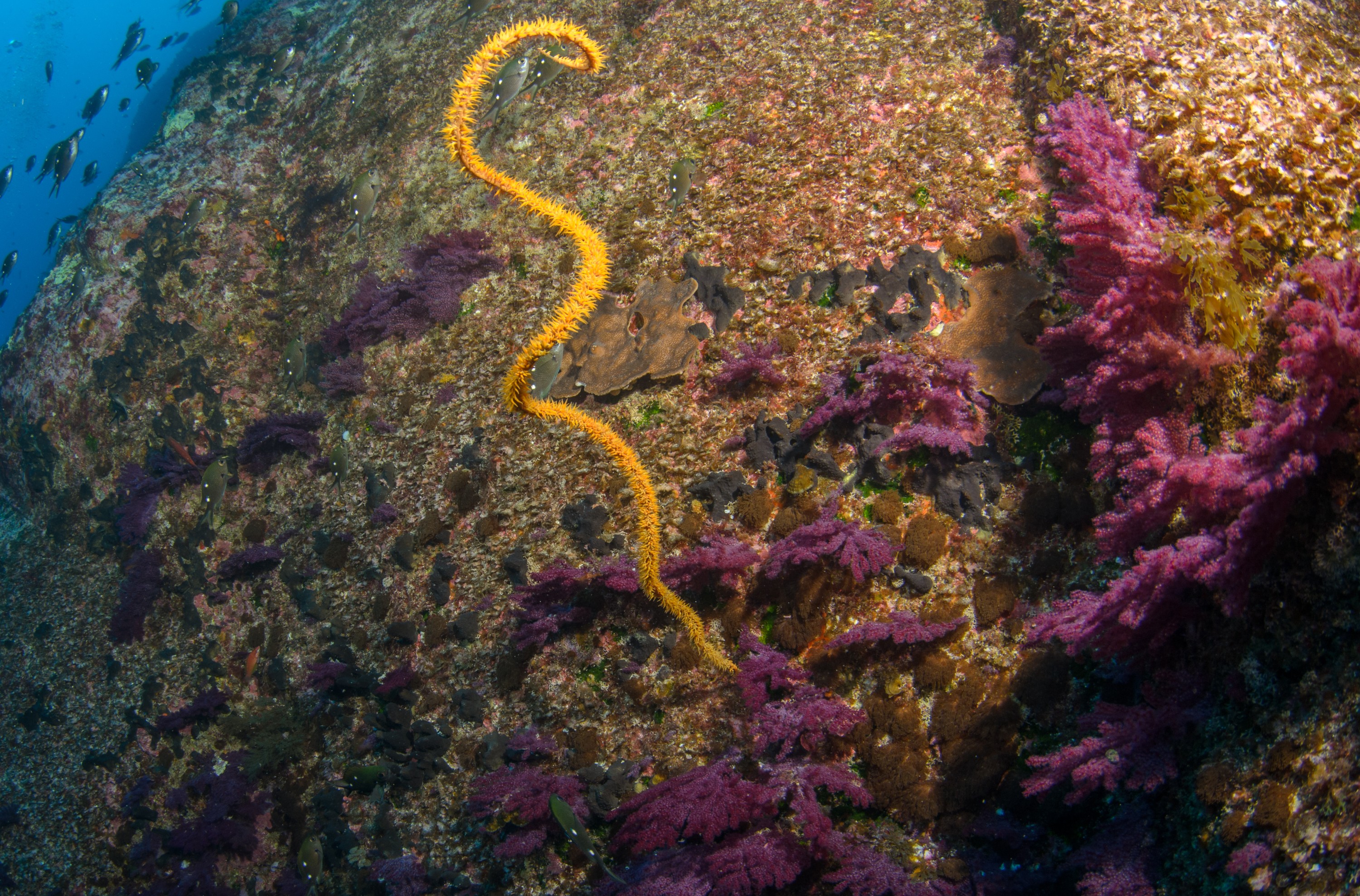 DSC_1436 – 2016, Kermadec, NIWA, New, October 16, RV, Zealand, crispin, expedition, kermadecs, marine, nz, ocean, reserve, sanctuary, seacology, seacologynz, tangaroa