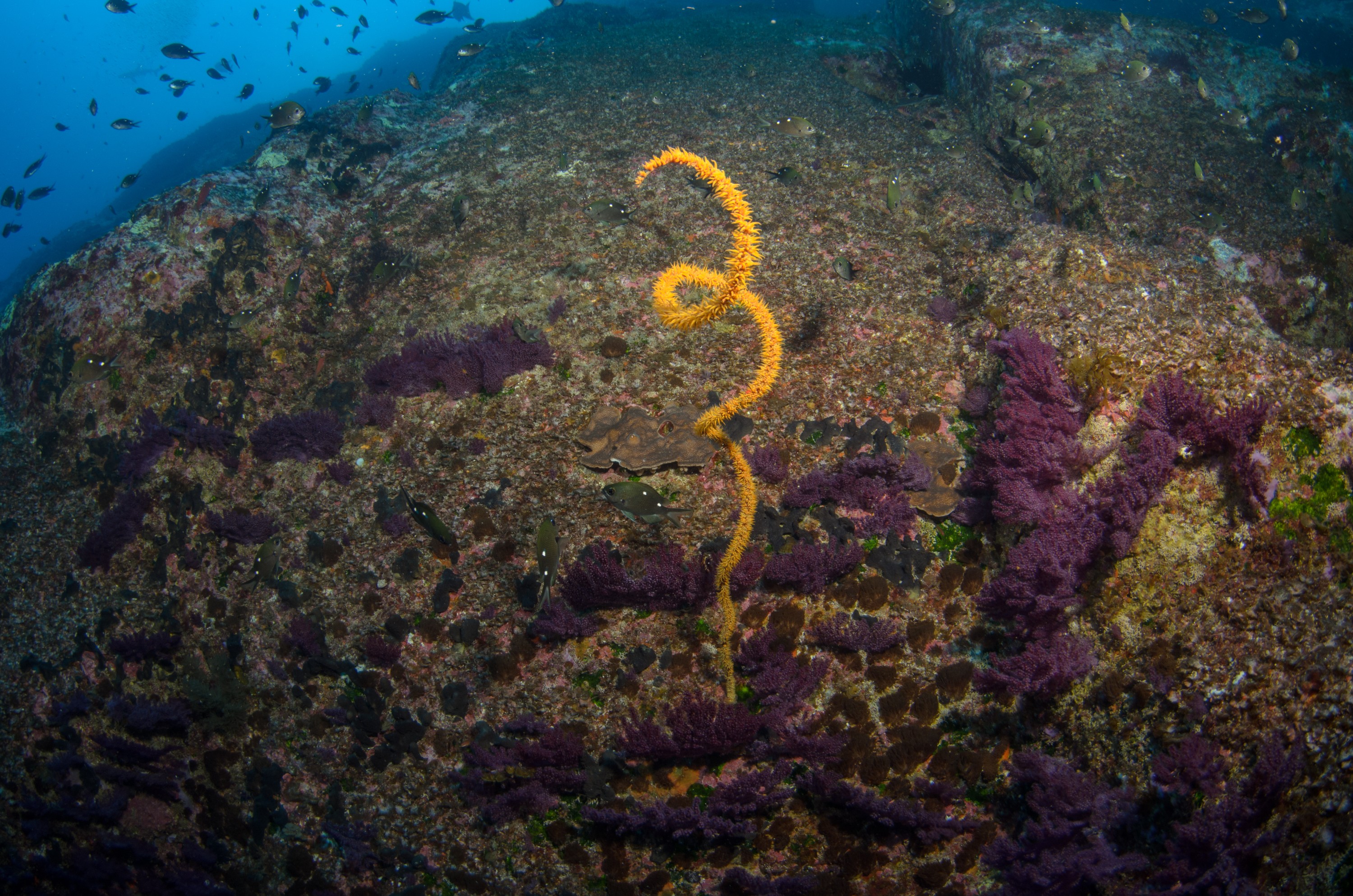 DSC_1437 – 2016, Kermadec, NIWA, New, October 16, RV, Zealand, crispin, expedition, kermadecs, marine, nz, ocean, reserve, sanctuary, seacology, seacologynz, tangaroa