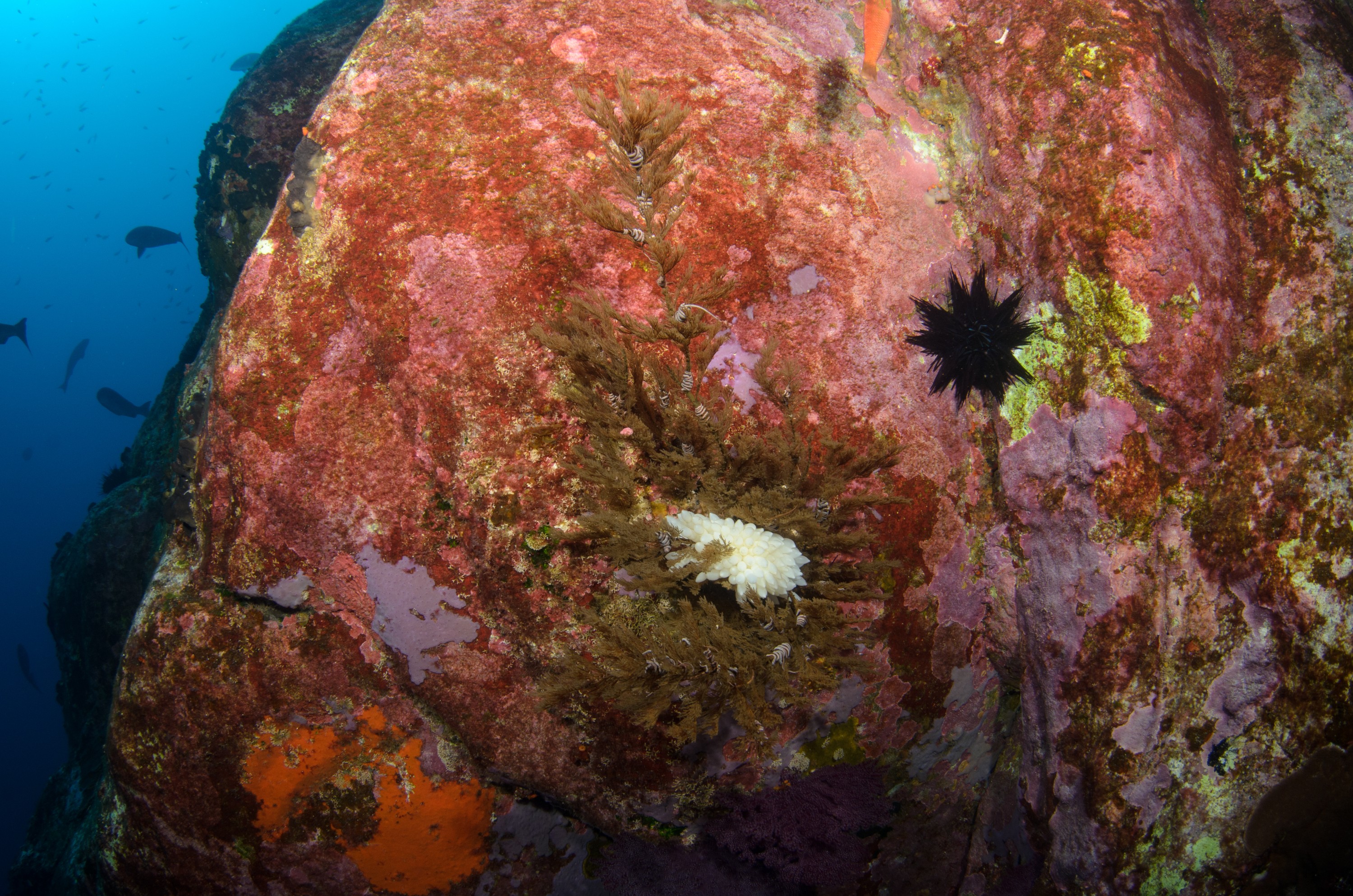 DSC_1447 – 2016, Kermadec, NIWA, New, October 16, RV, Zealand, crispin, expedition, kermadecs, marine, nz, ocean, reserve, sanctuary, seacology, seacologynz, tangaroa