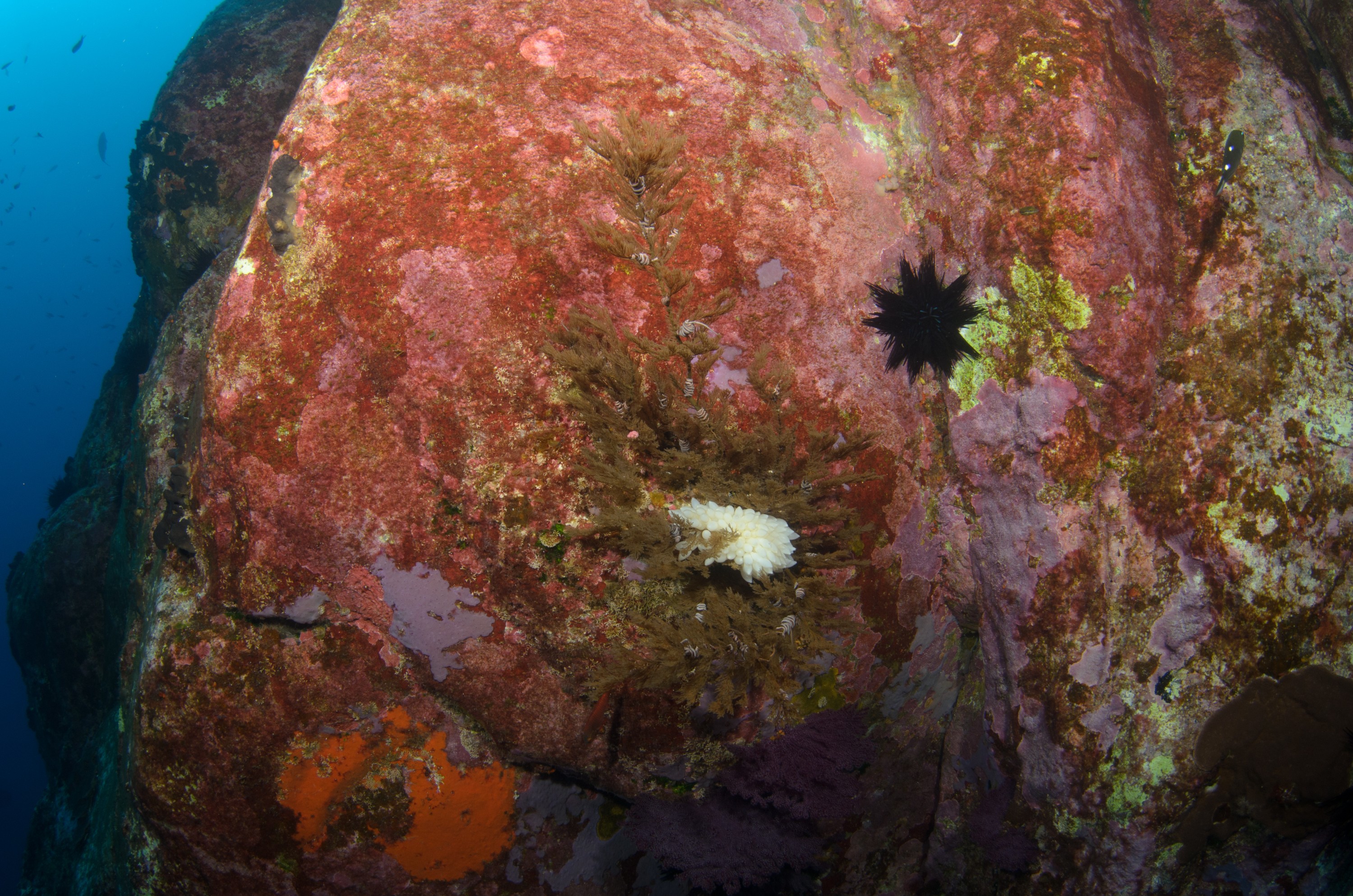 DSC_1450 – 2016, Kermadec, NIWA, New, October 16, RV, Zealand, crispin, expedition, kermadecs, marine, nz, ocean, reserve, sanctuary, seacology, seacologynz, tangaroa