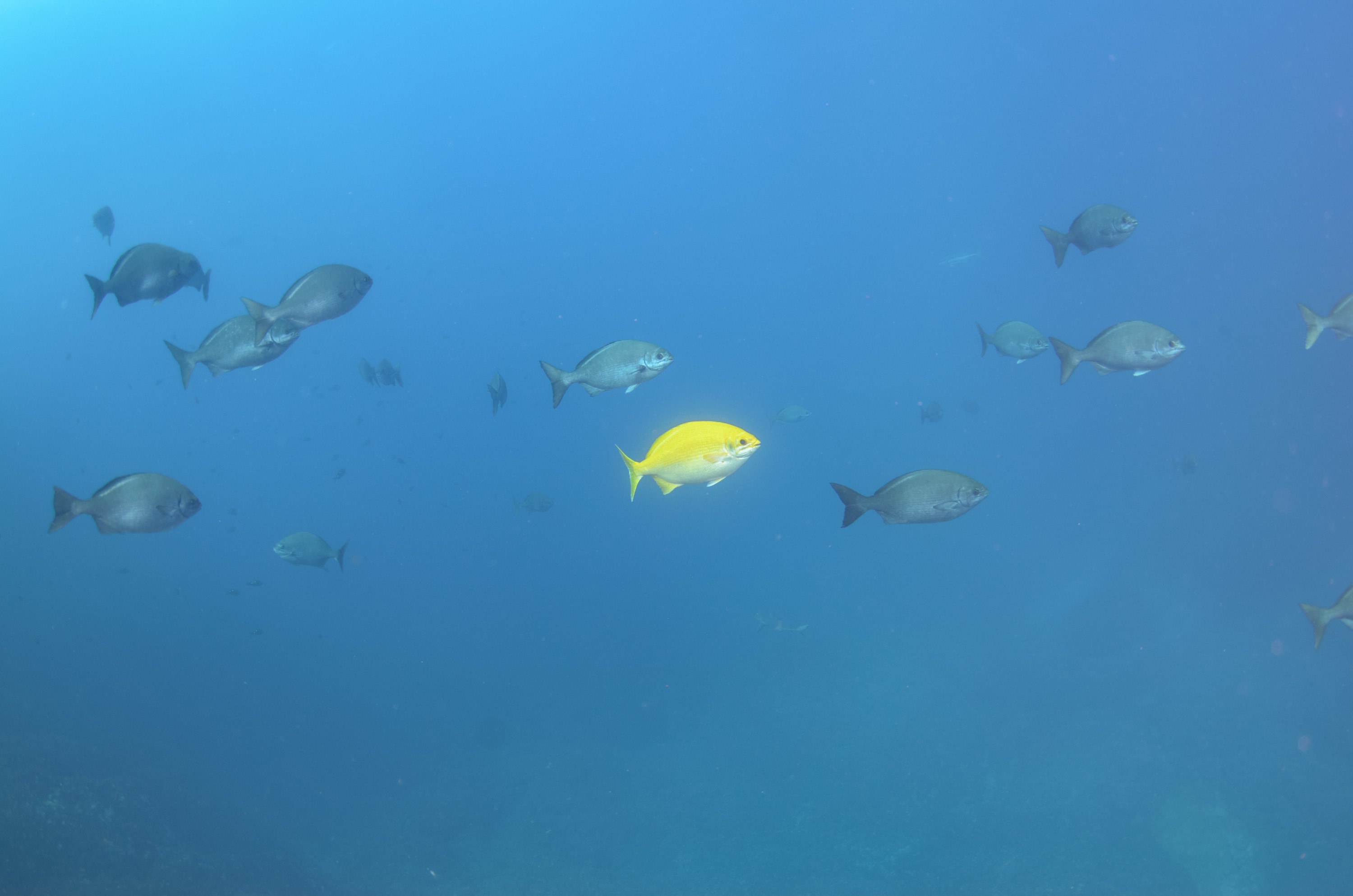 DSC_1587 – 2016, Kermadec, NIWA, New, October 16, RV, Zealand, crispin, expedition, kermadecs, marine, nz, ocean, reserve, sanctuary, seacology, seacologynz, tangaroa