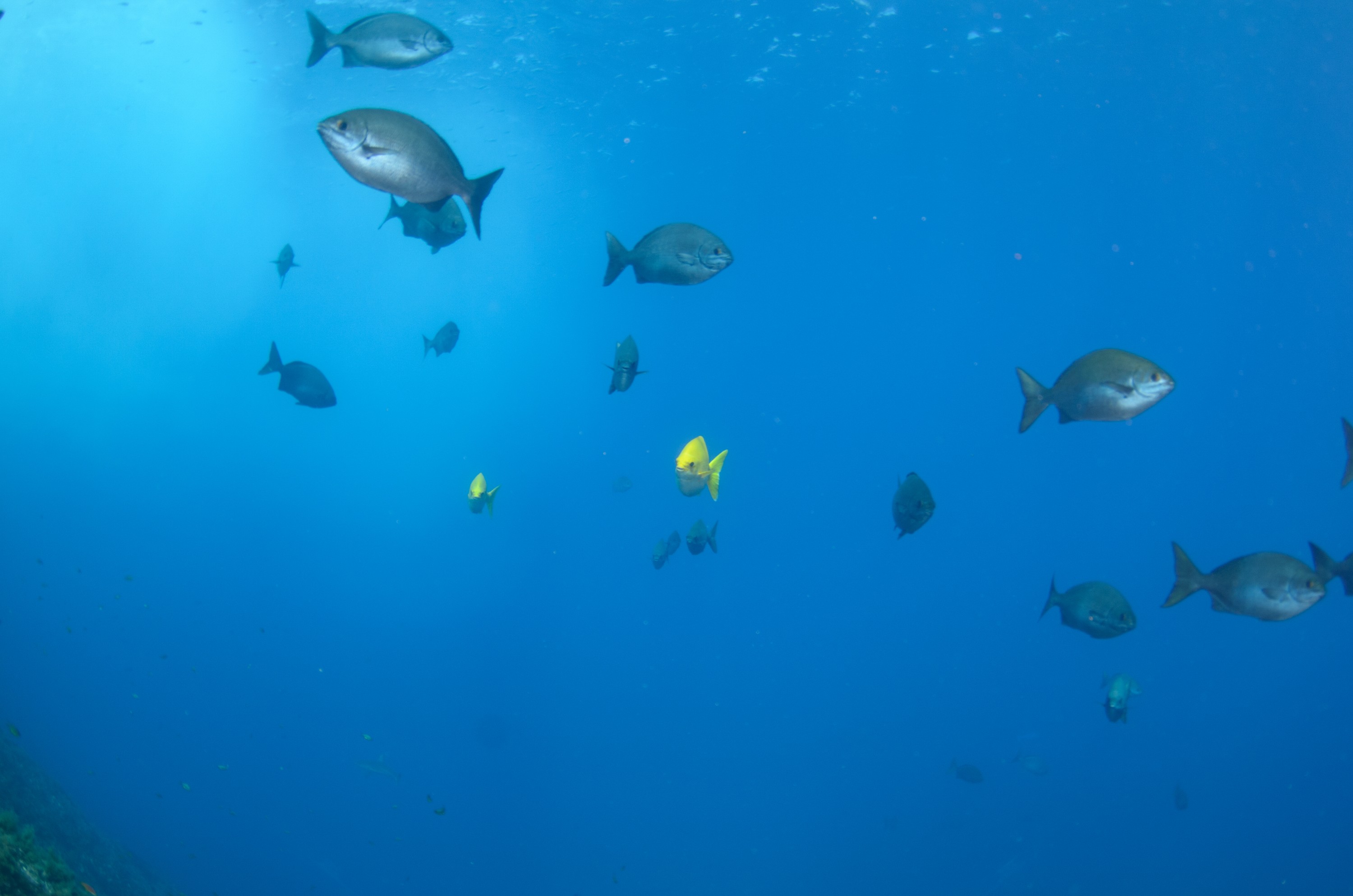 DSC_1590 – 2016, Kermadec, NIWA, New, October 16, RV, Zealand, crispin, expedition, kermadecs, marine, nz, ocean, reserve, sanctuary, seacology, seacologynz, tangaroa
