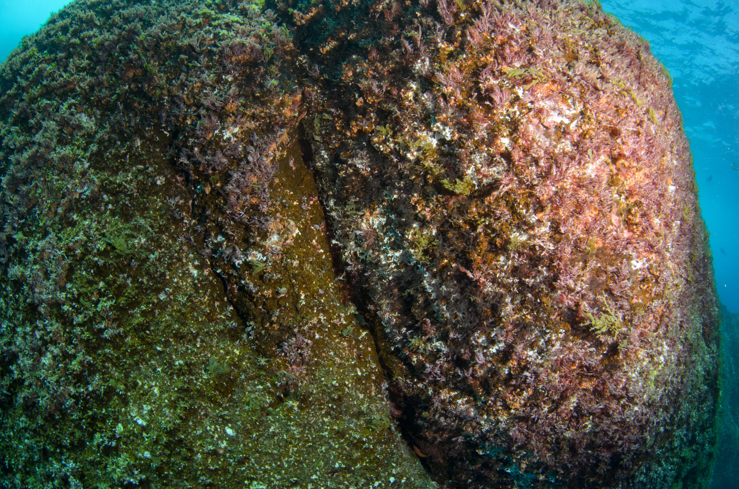 DSC_1600 – 2016, Kermadec, NIWA, New, October 16, RV, Zealand, crispin, expedition, kermadecs, marine, nz, ocean, reserve, sanctuary, seacology, seacologynz, tangaroa