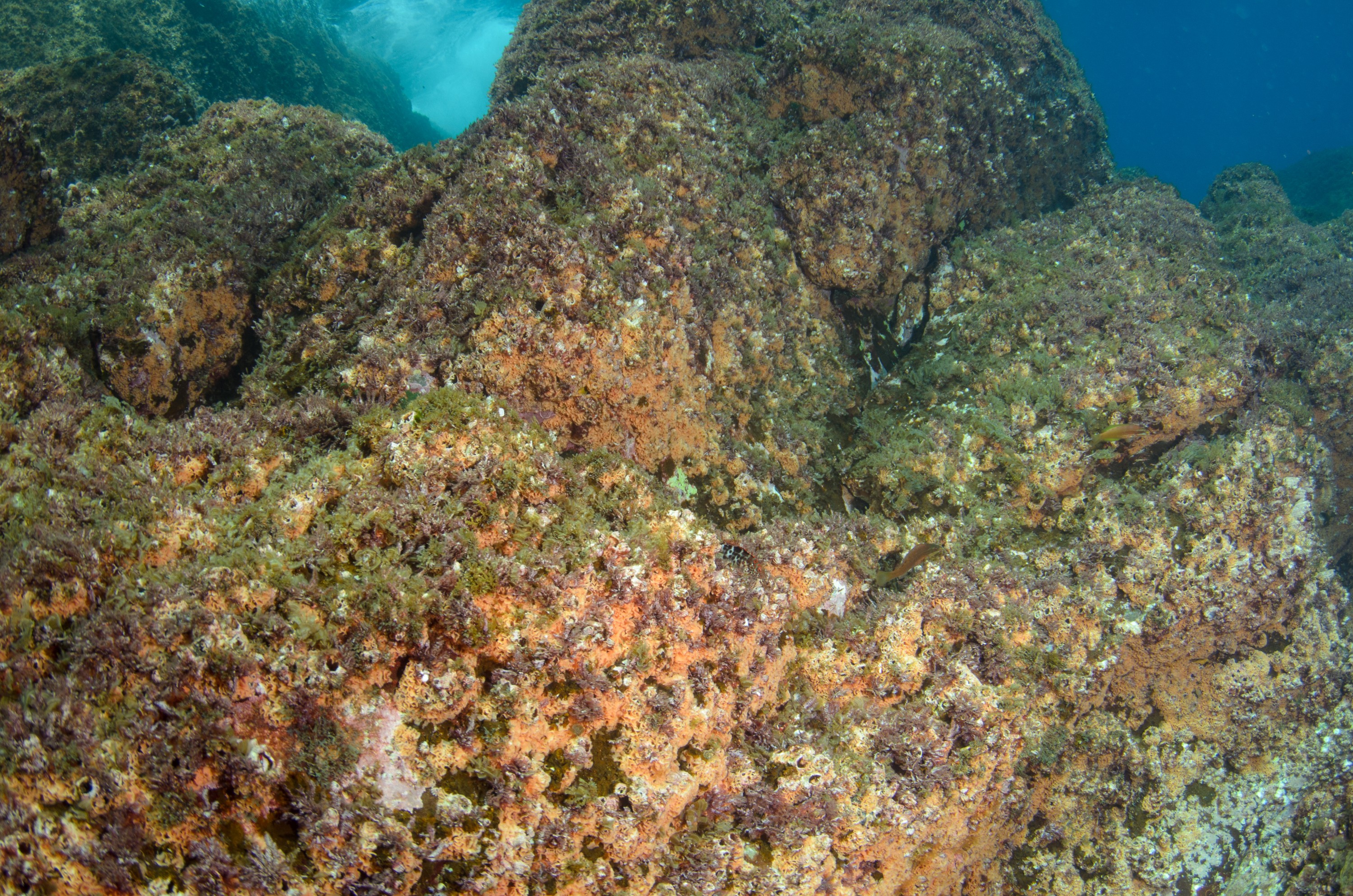 DSC_1607 – 2016, Kermadec, NIWA, New, October 16, RV, Zealand, crispin, expedition, kermadecs, marine, nz, ocean, reserve, sanctuary, seacology, seacologynz, tangaroa