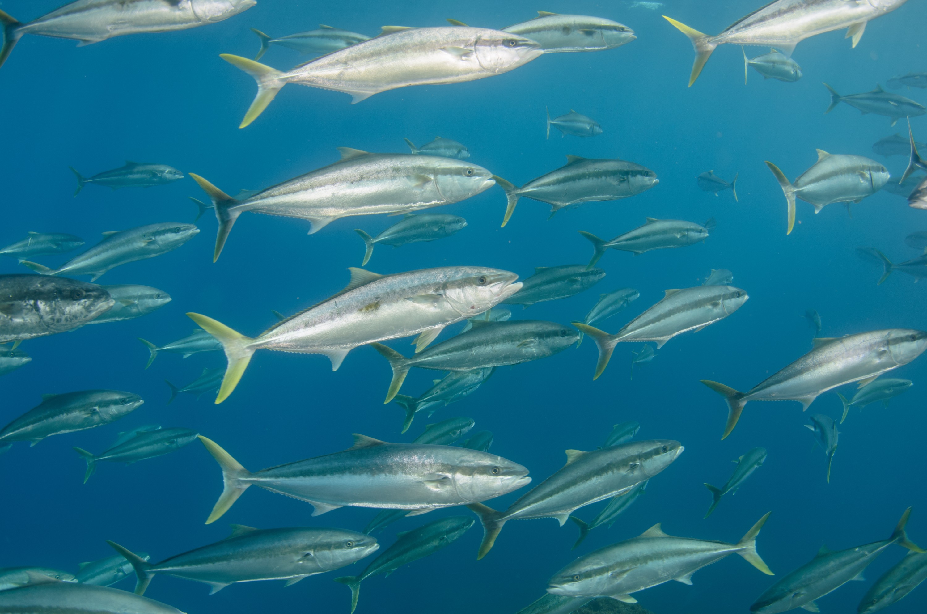 DSC_1642 – 2016, Kermadec, NIWA, New, October 16, RV, Seriola, Zealand, crispin, expedition, kermadecs, kingfish, lalandi, marine, nz, ocean, reserve, sanctuary, seacology, seacologynz, tangaroa