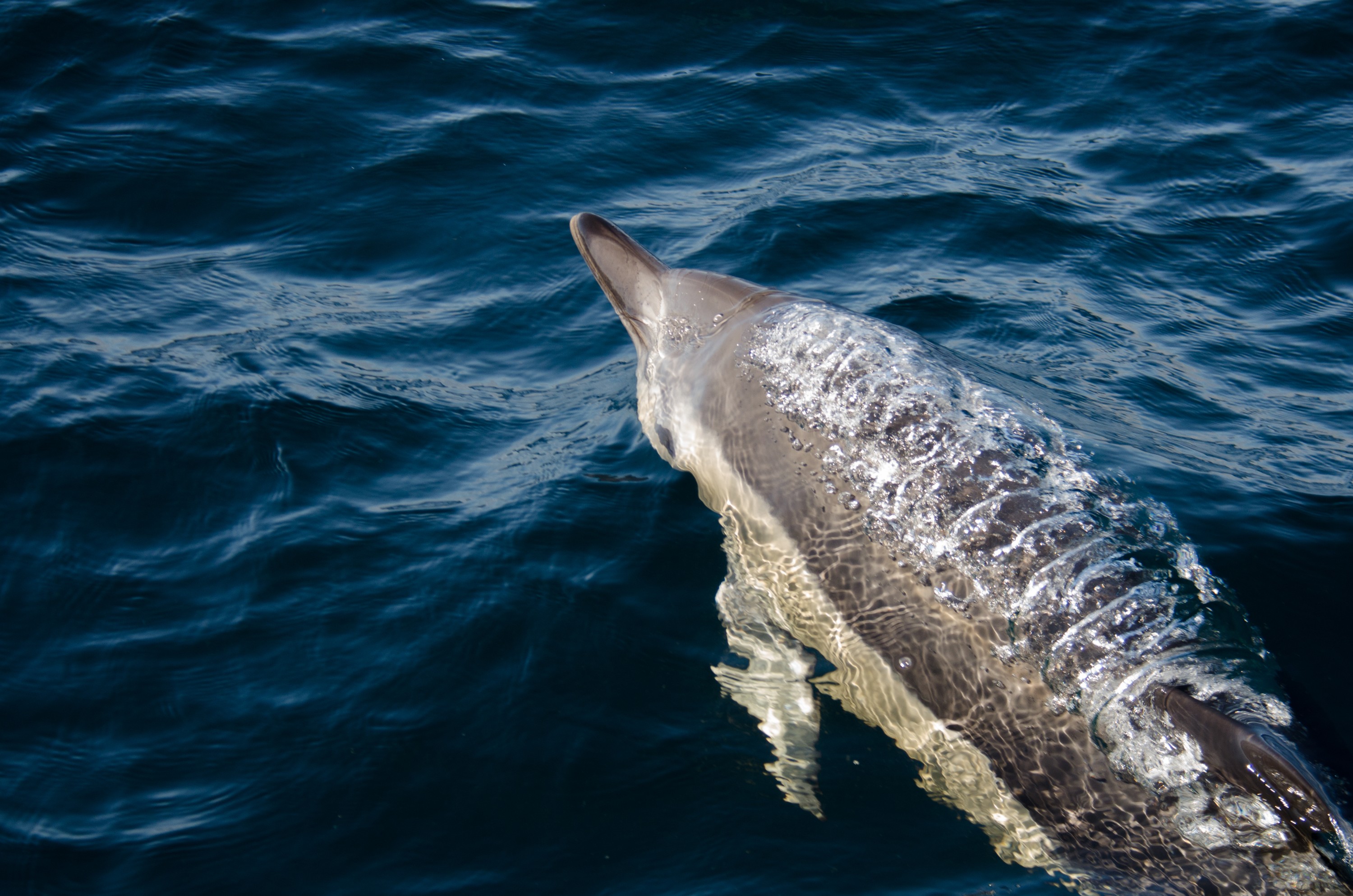 DSC_2839 – common dolphin, short -nosed, common, dolphin, cetacean, Delphinus, delphis, new zealand, nz, bow wave, blue water, oceanic, irene, nov16