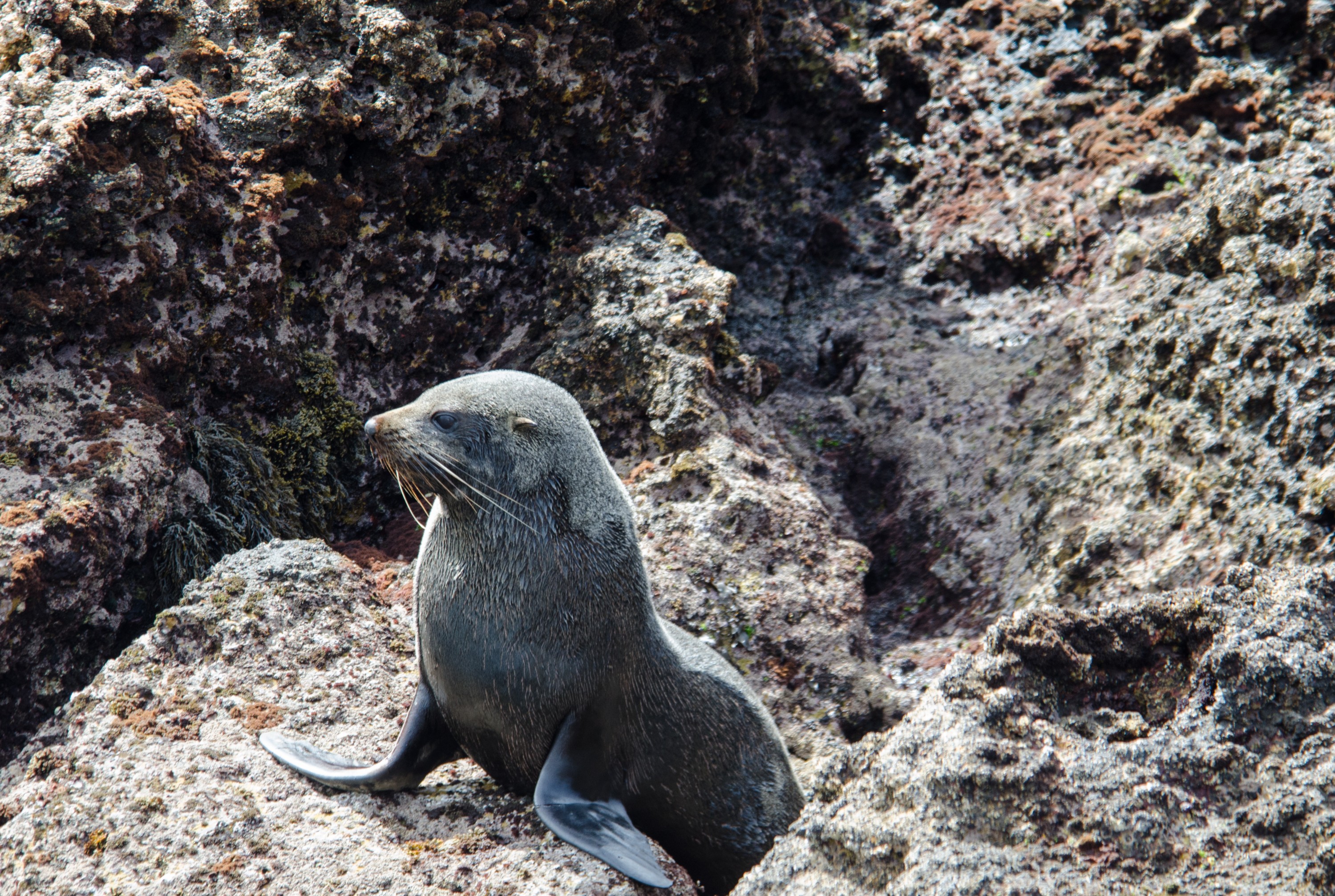 DSC_2936 – new zealand, nz, seal, fur seal, new zealand fur seal, kekeno, pinniped, southern, Arctocephalus forsteri, irene, nov16, poor knights islands
