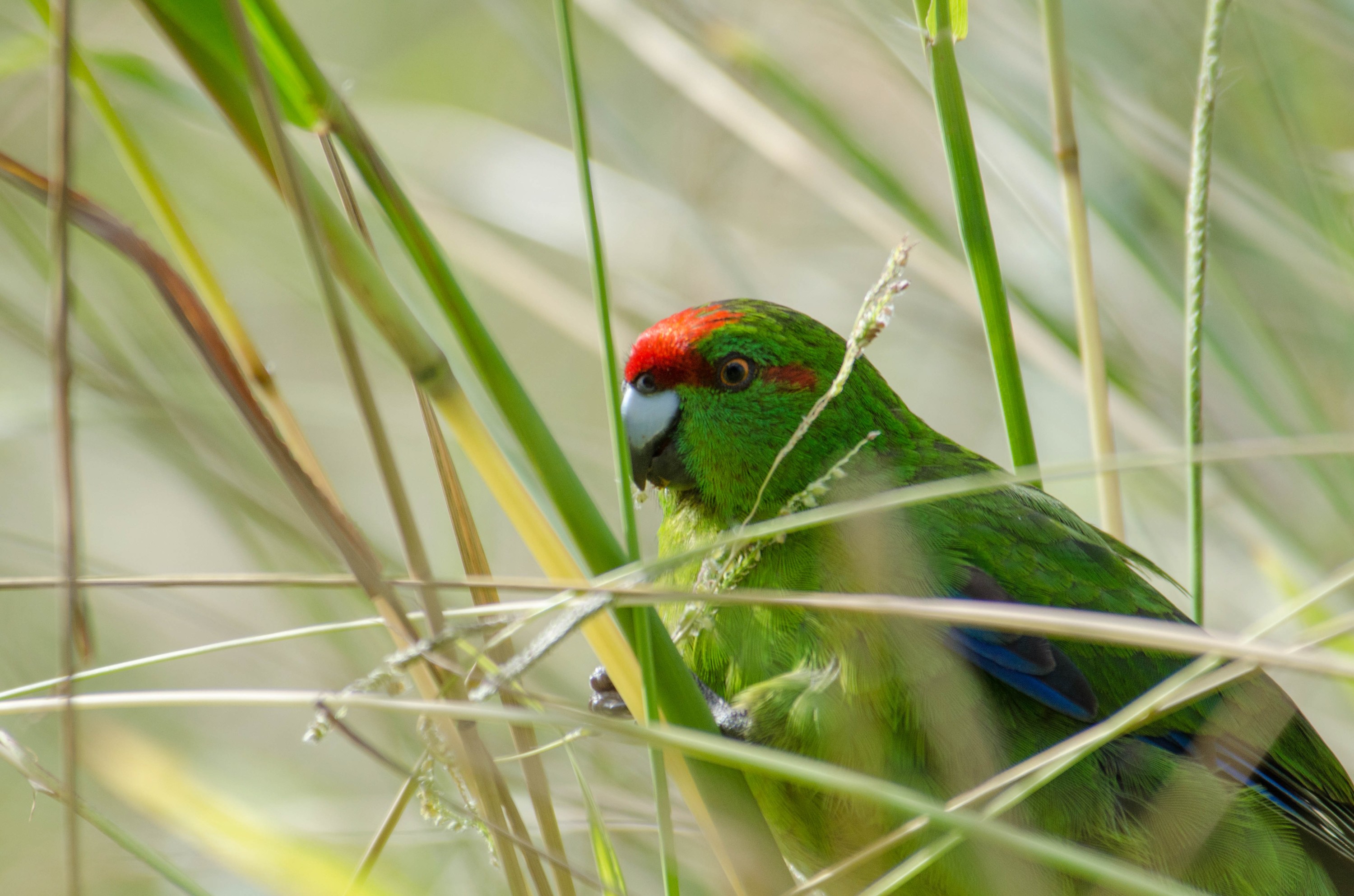 DSC_3579 – Cyanoramphus novaezelandiae, Kermadecs, Parakeet, Psittacidae, Rangitahua, Raoul, Red-crowned Parakeet, Sunday Island, bird, endemic, kakariki, kermadec, relict