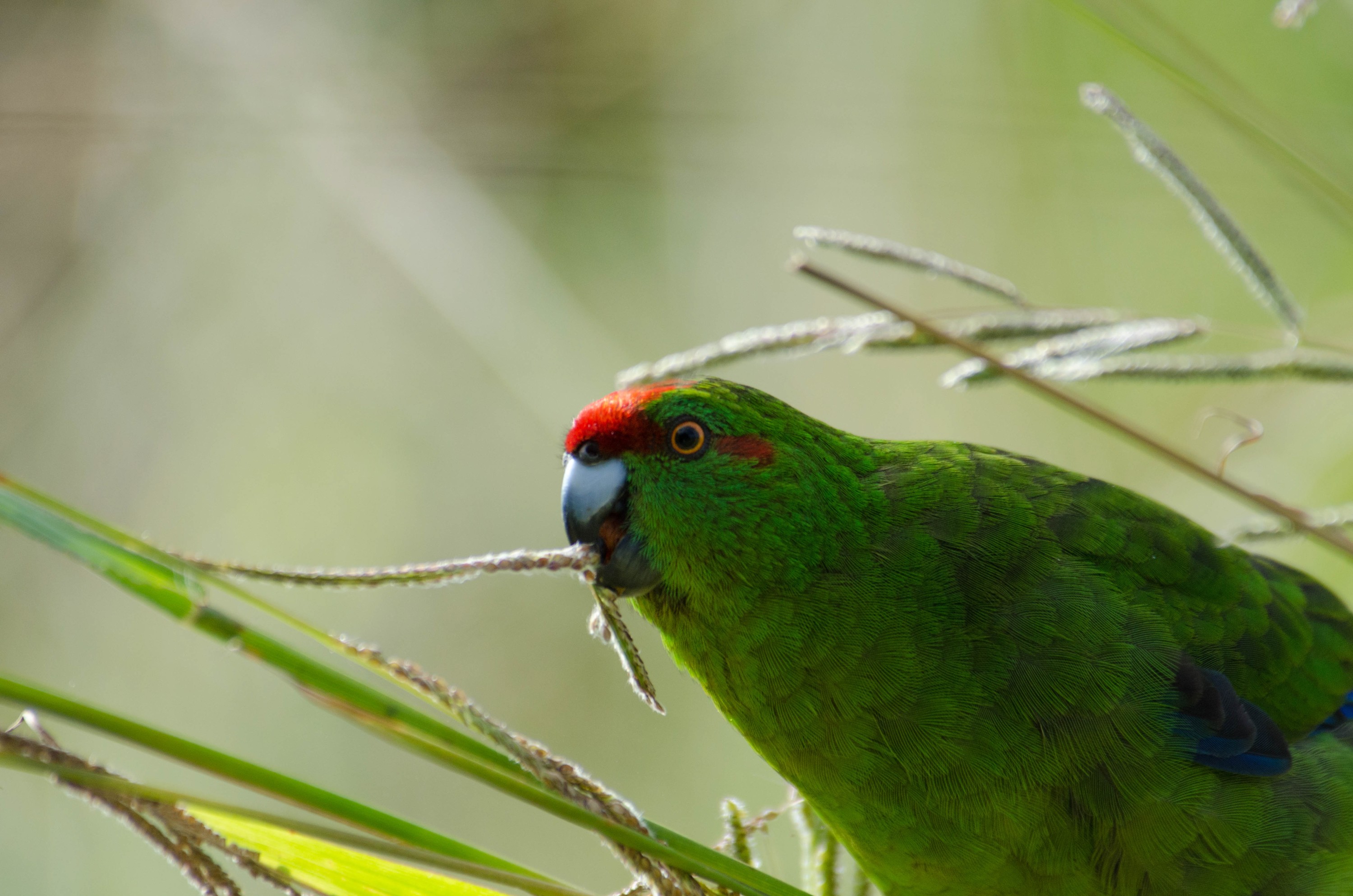 DSC_3589 – Cyanoramphus novaezelandiae, Kermadecs, Parakeet, Psittacidae, Rangitahua, Raoul, Red-crowned Parakeet, Sunday Island, bird, endemic, kakariki, kermadec, relict