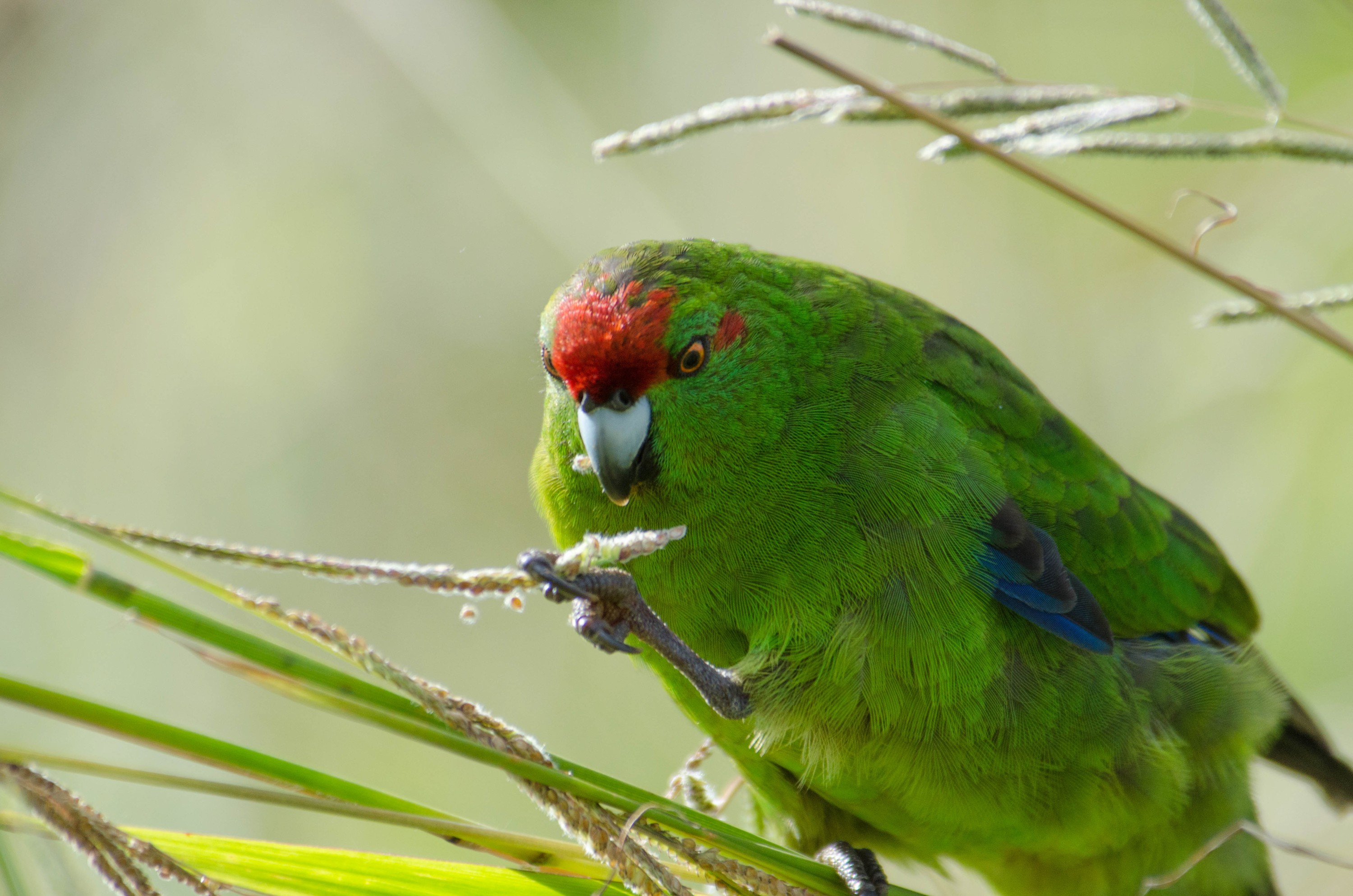 DSC_3592 – Cyanoramphus novaezelandiae, Kermadecs, Parakeet, Psittacidae, Rangitahua, Raoul, Red-crowned Parakeet, Sunday Island, bird, endemic, kakariki, kermadec, relict