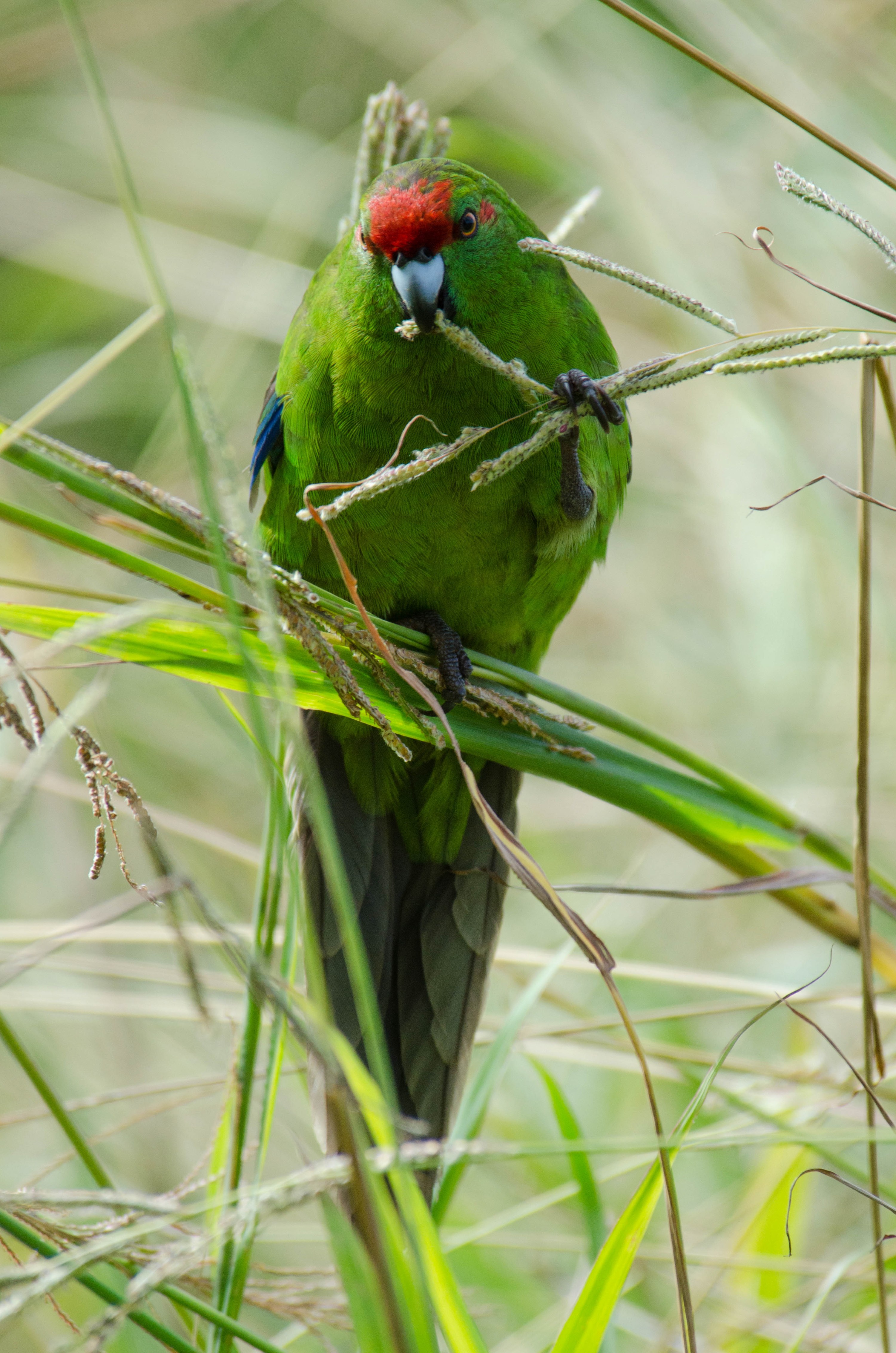 DSC_3608 – Cyanoramphus novaezelandiae, Kermadecs, Parakeet, Psittacidae, Rangitahua, Raoul, Red-crowned Parakeet, Sunday Island, bird, endemic, kakariki, kermadec, relict