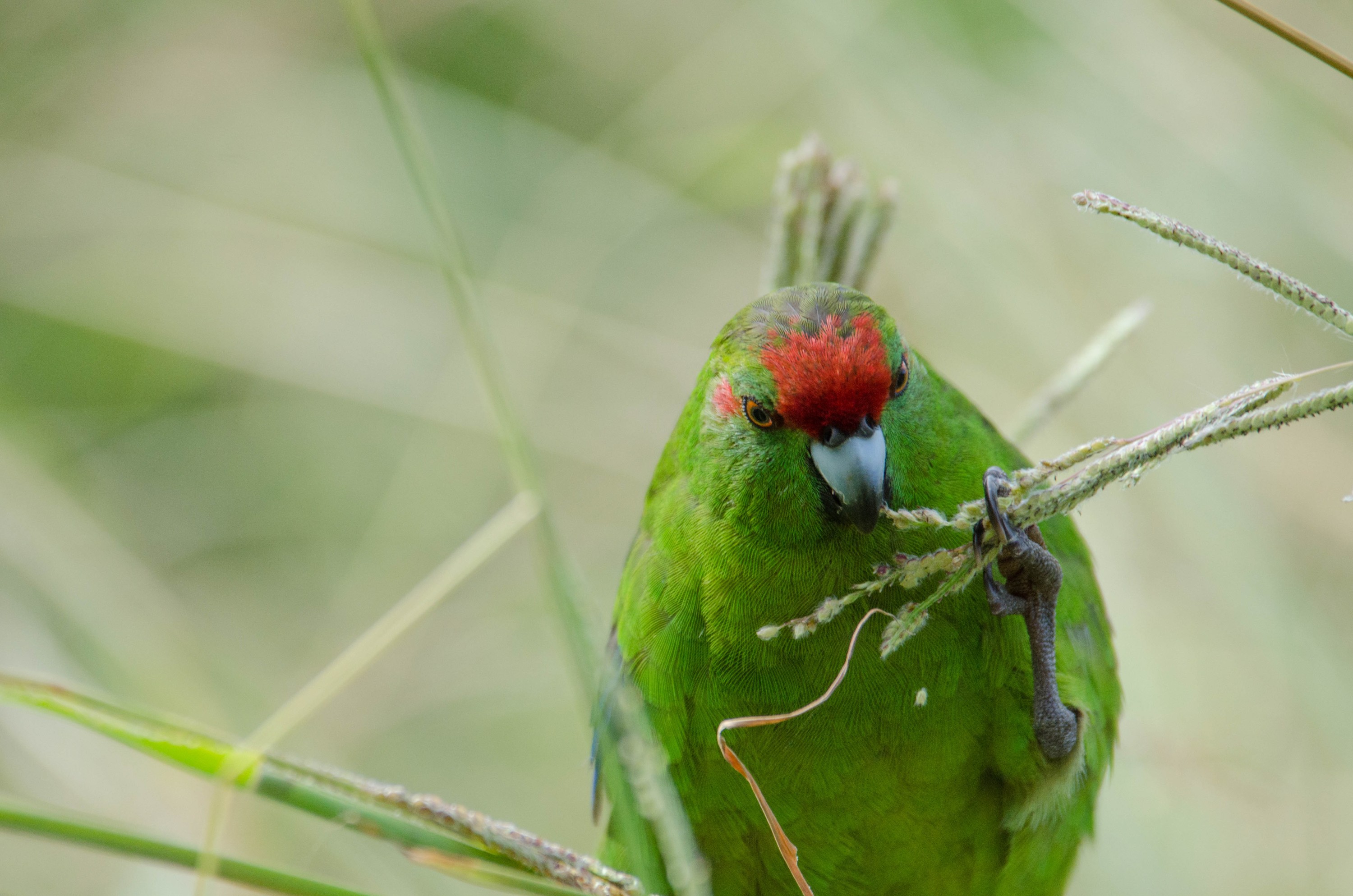 DSC_3615 – Cyanoramphus novaezelandiae, Kermadecs, Parakeet, Psittacidae, Rangitahua, Raoul, Red-crowned Parakeet, Sunday Island, bird, endemic, kakariki, kermadec, relict