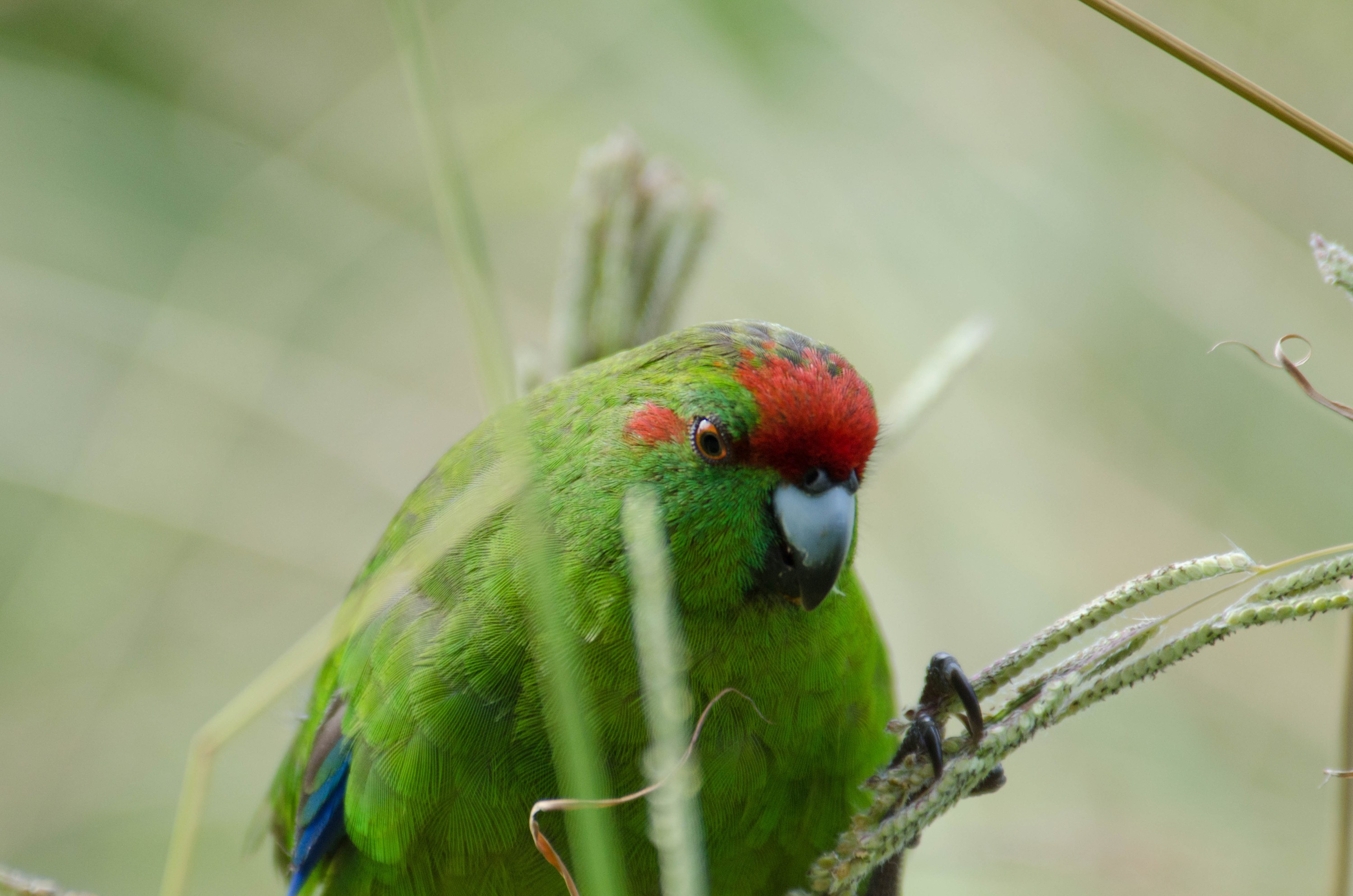 DSC_3625 – Cyanoramphus novaezelandiae, Kermadecs, Parakeet, Psittacidae, Rangitahua, Raoul, Red-crowned Parakeet, Sunday Island, bird, endemic, kakariki, kermadec, relict