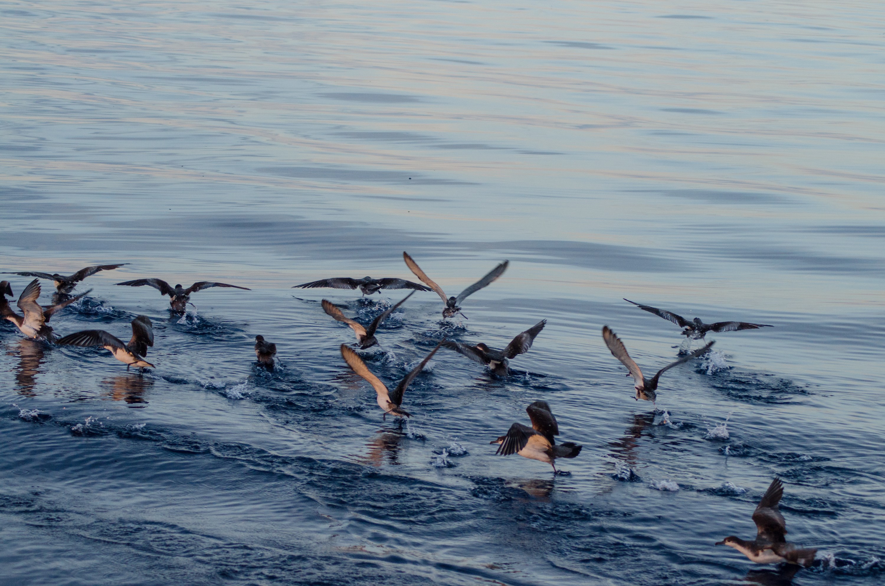 DSC_3683 – irene, aug16, bird, nz, new, zealand, avifauna, fauna, poor knights, islands, bullers, shearwater, puffinus, bulleri, feeding, sunrise