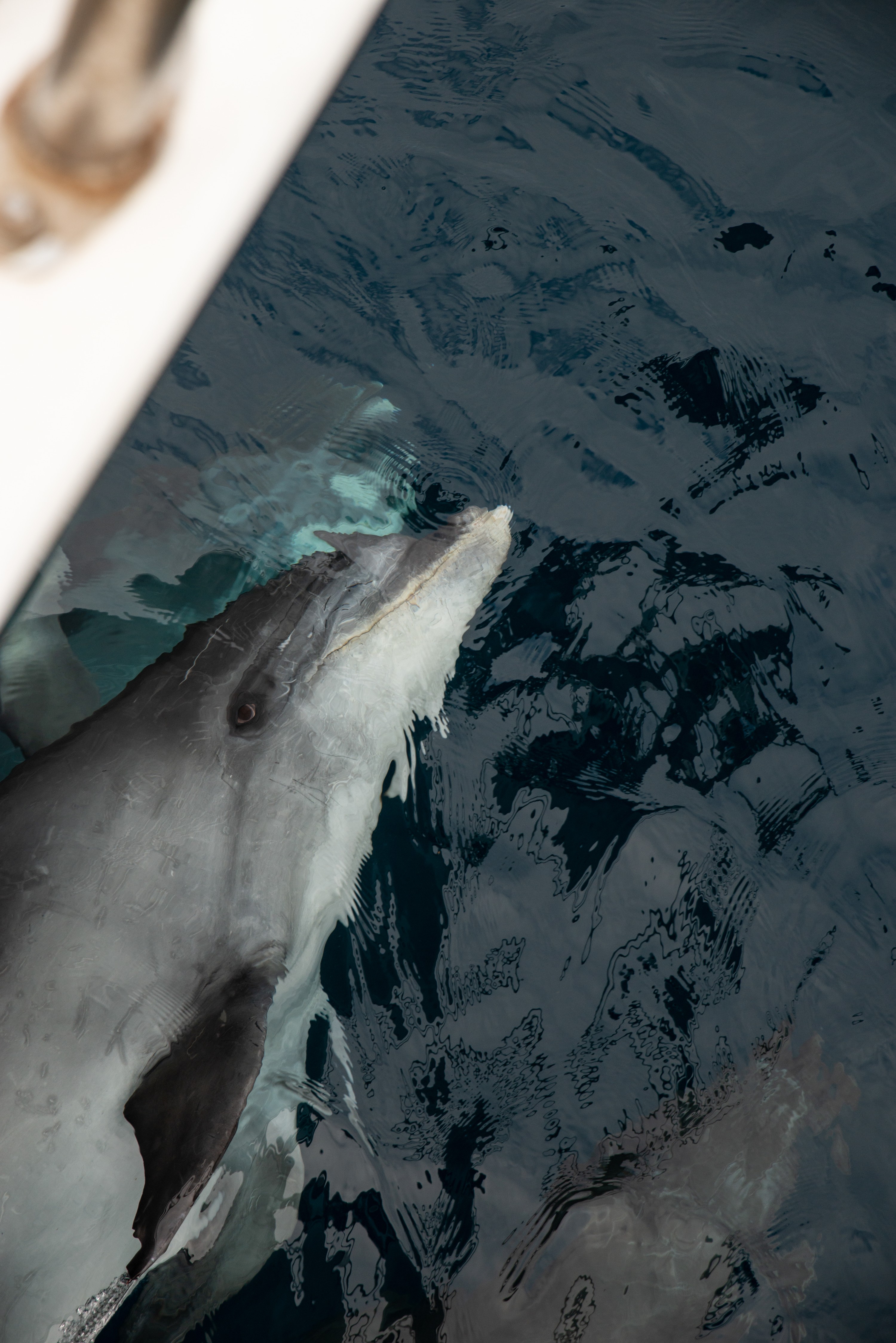 DSC_7009 – Kermadecs, Rangitahua, Raoul, Tursiops truncatus, bottlenose, dolphin, kermadec