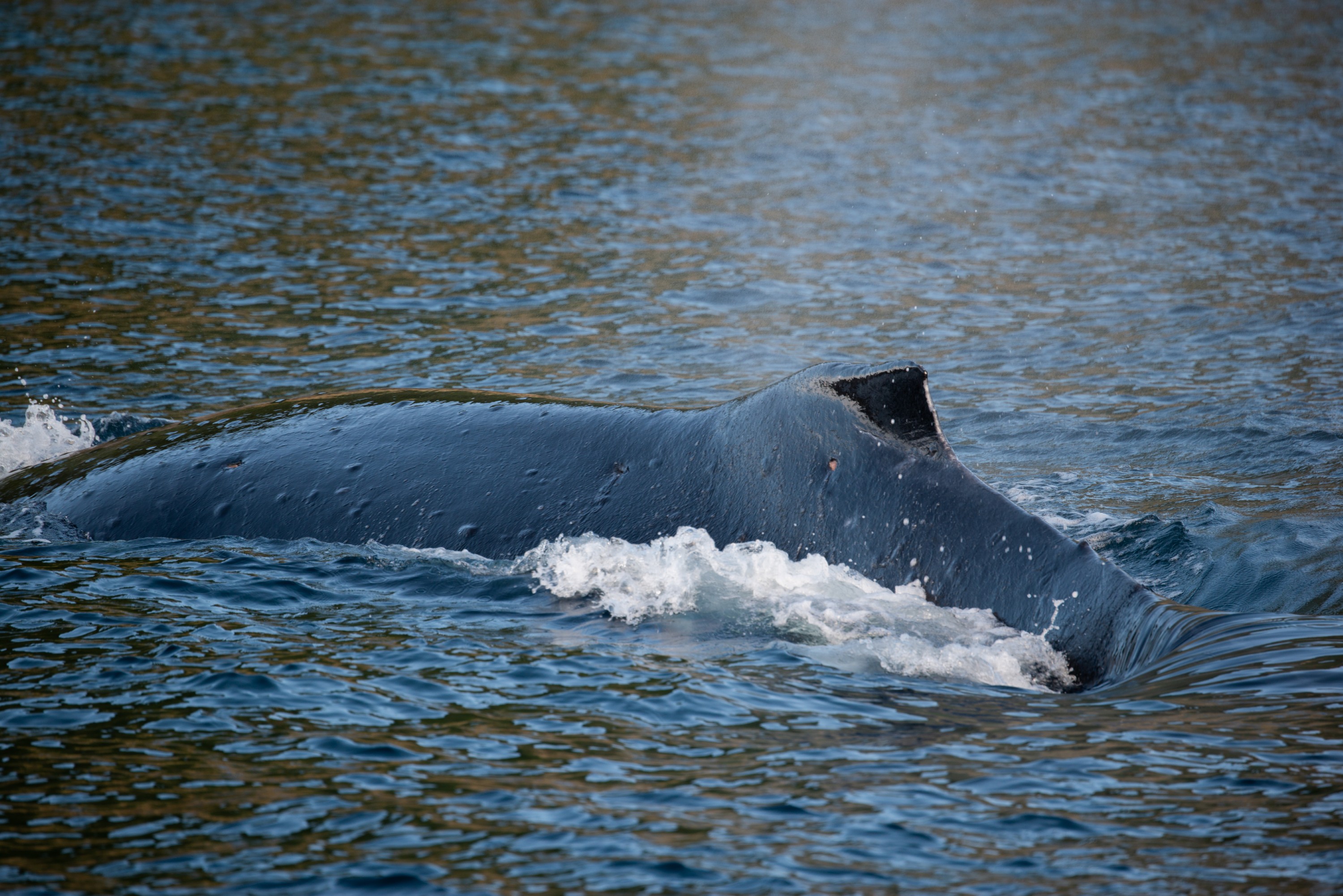 DSC_7331 – Kermadecs, Rangitahua, Raoul, humpback, humpback whale, kermadec, whale