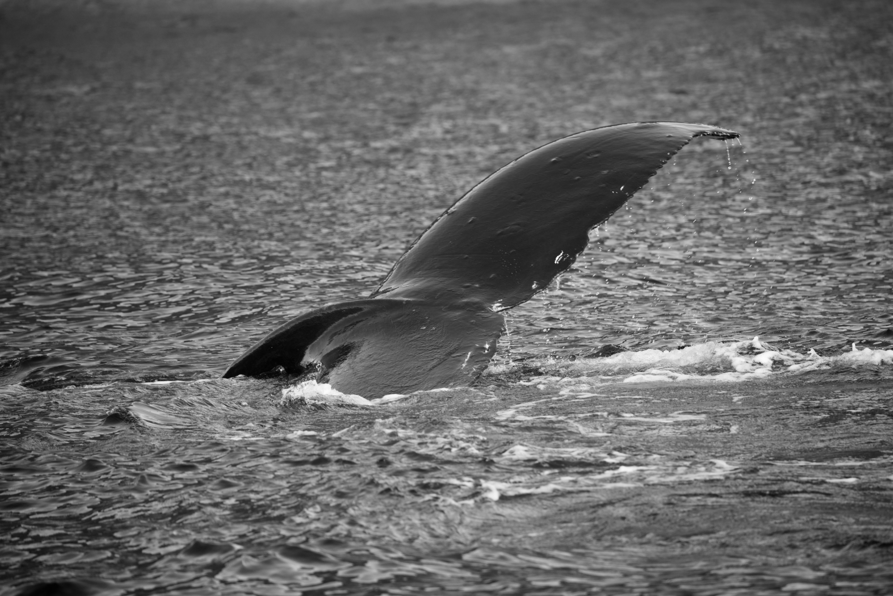 DSC_7333 – Kermadecs, Rangitahua, Raoul, humpback, humpback whale, kermadec, whale