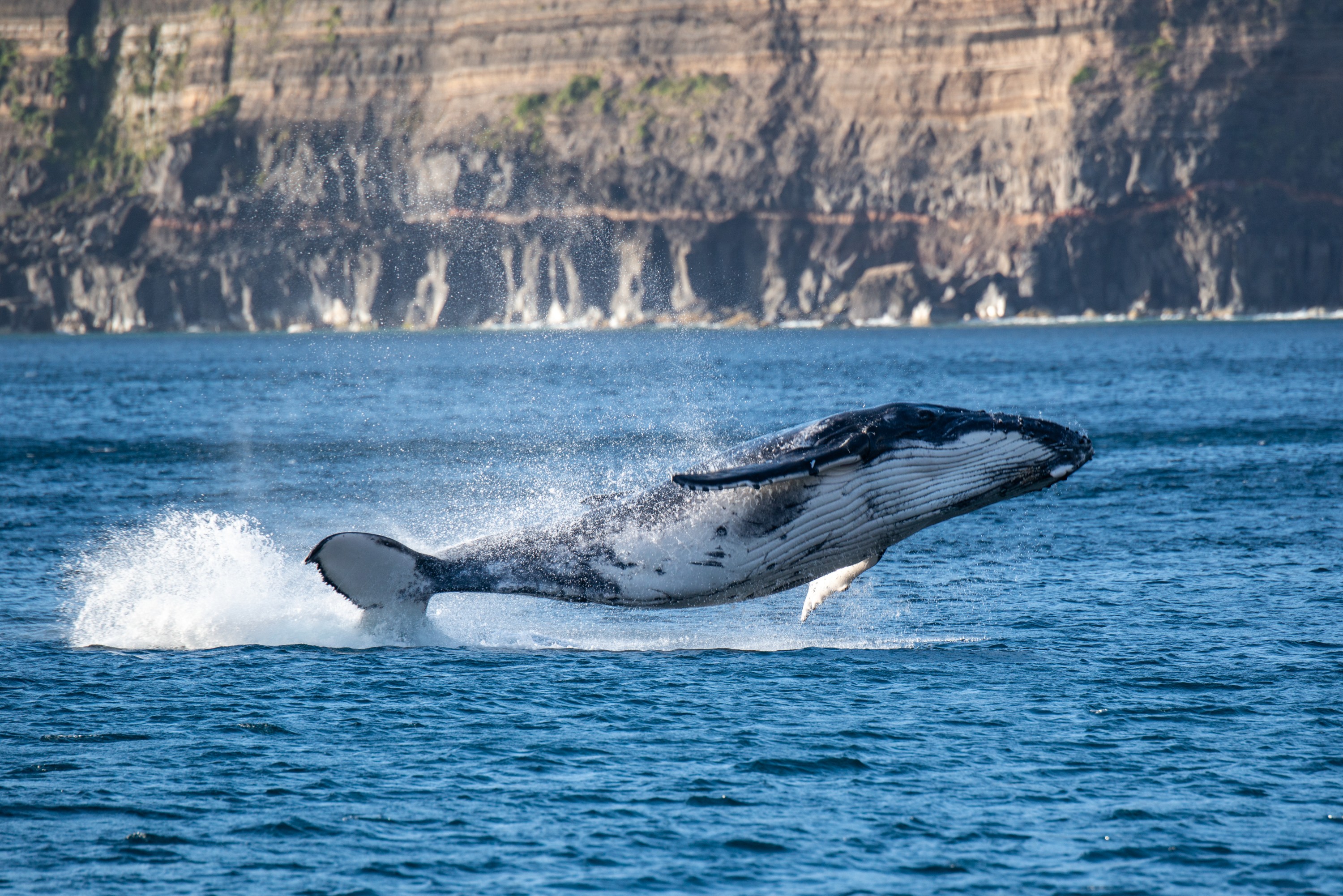 DSC_7662 – Denham bay, Kermadecs, Rangitahua, Raoul, breach, calf, humpback, humpback whale, kermadec, whale