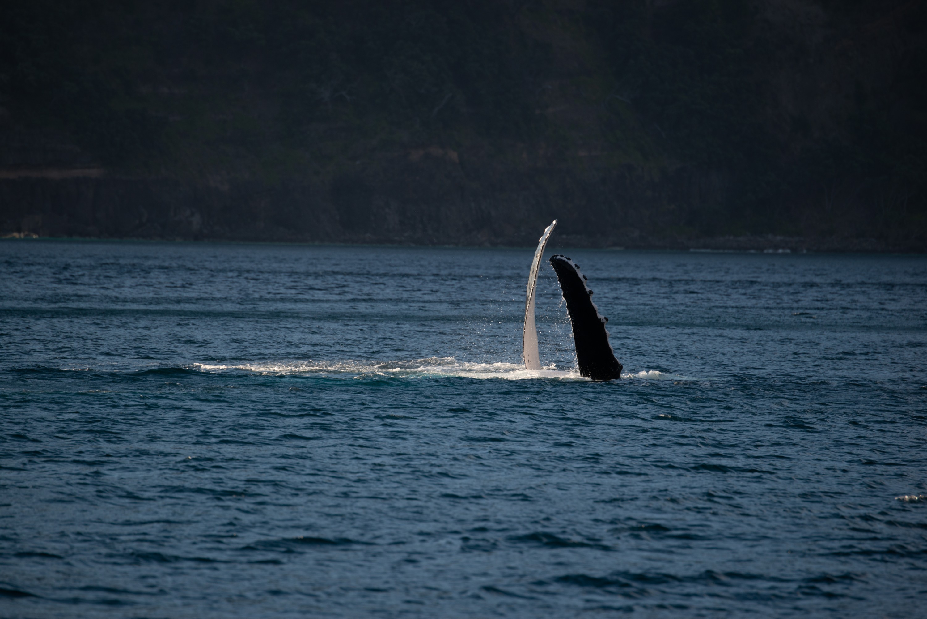 DSC_7671 – Kermadecs, Rangitahua, Raoul, humpback, humpback whale, kermadec, whale