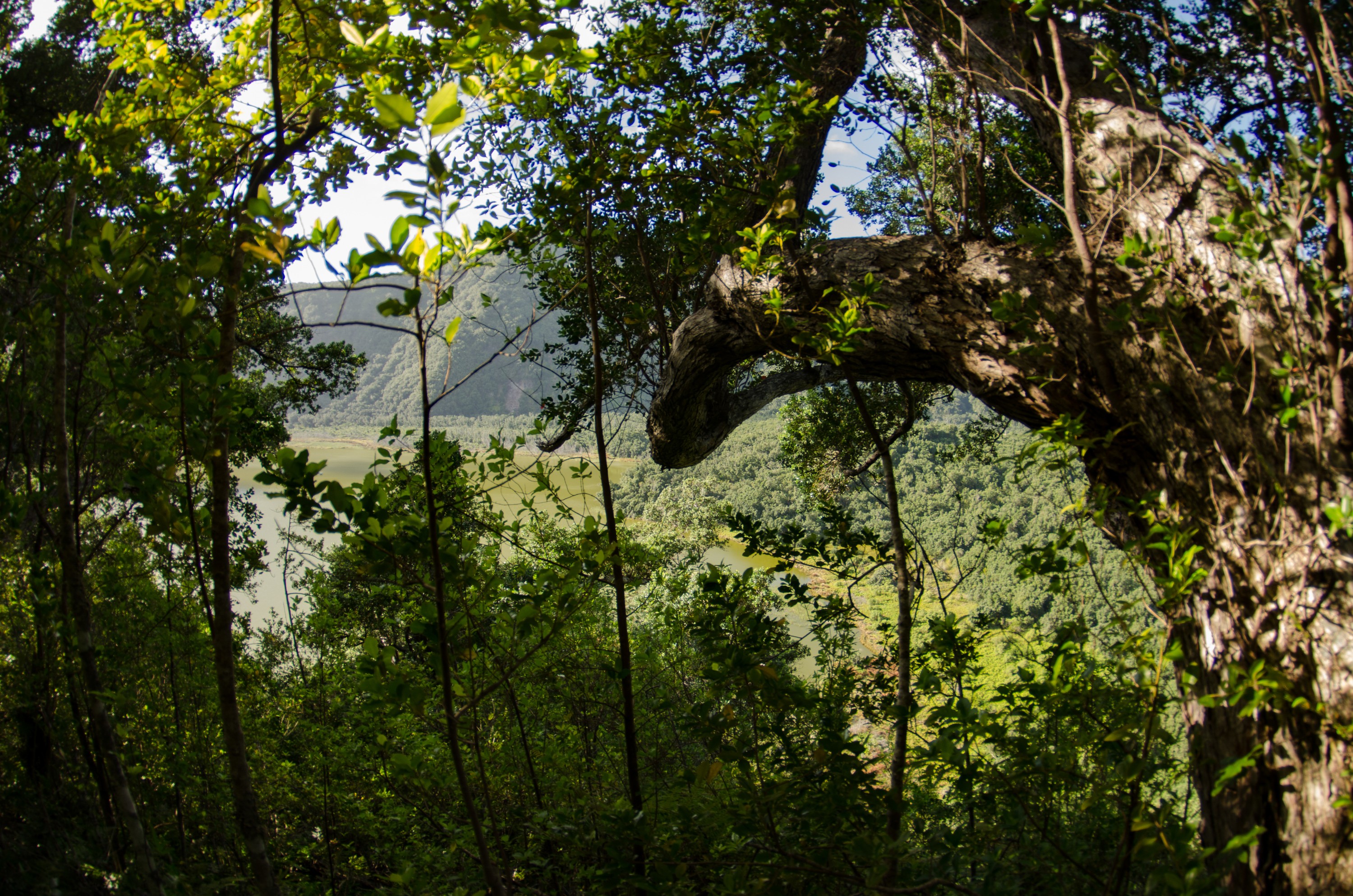 DSC_9253 – Caldera, Crater, Flora, Forest, Kermadecs, Native, Rangitahua, Raoul, Sunday Island, Volcano, bird, kermadec, plant