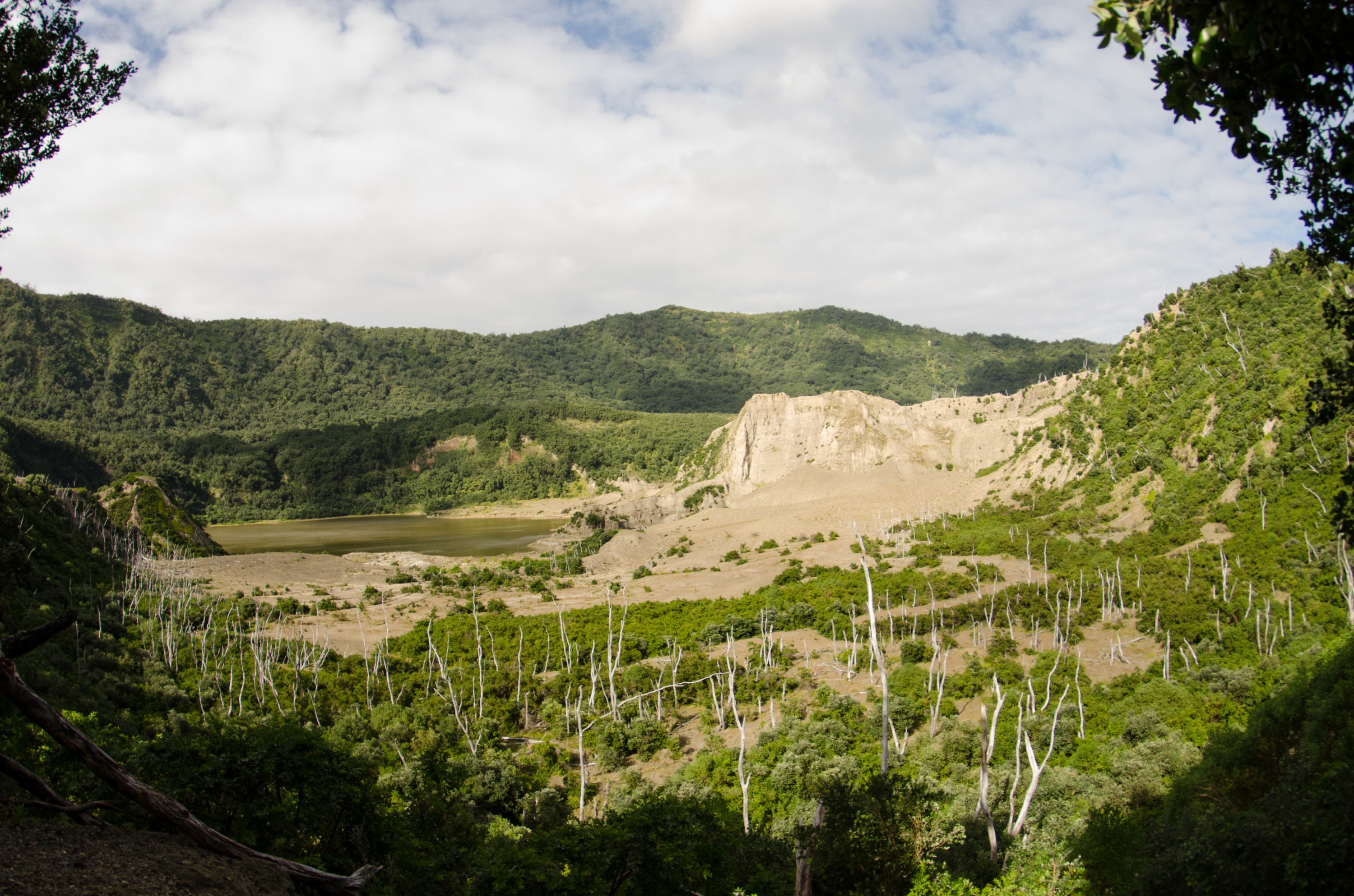 DSC_9279 – Caldera, Crater, Flora, Forest, Kermadecs, Native, Rangitahua, Raoul, Sunday Island, Volcano, bird, kermadec, plant