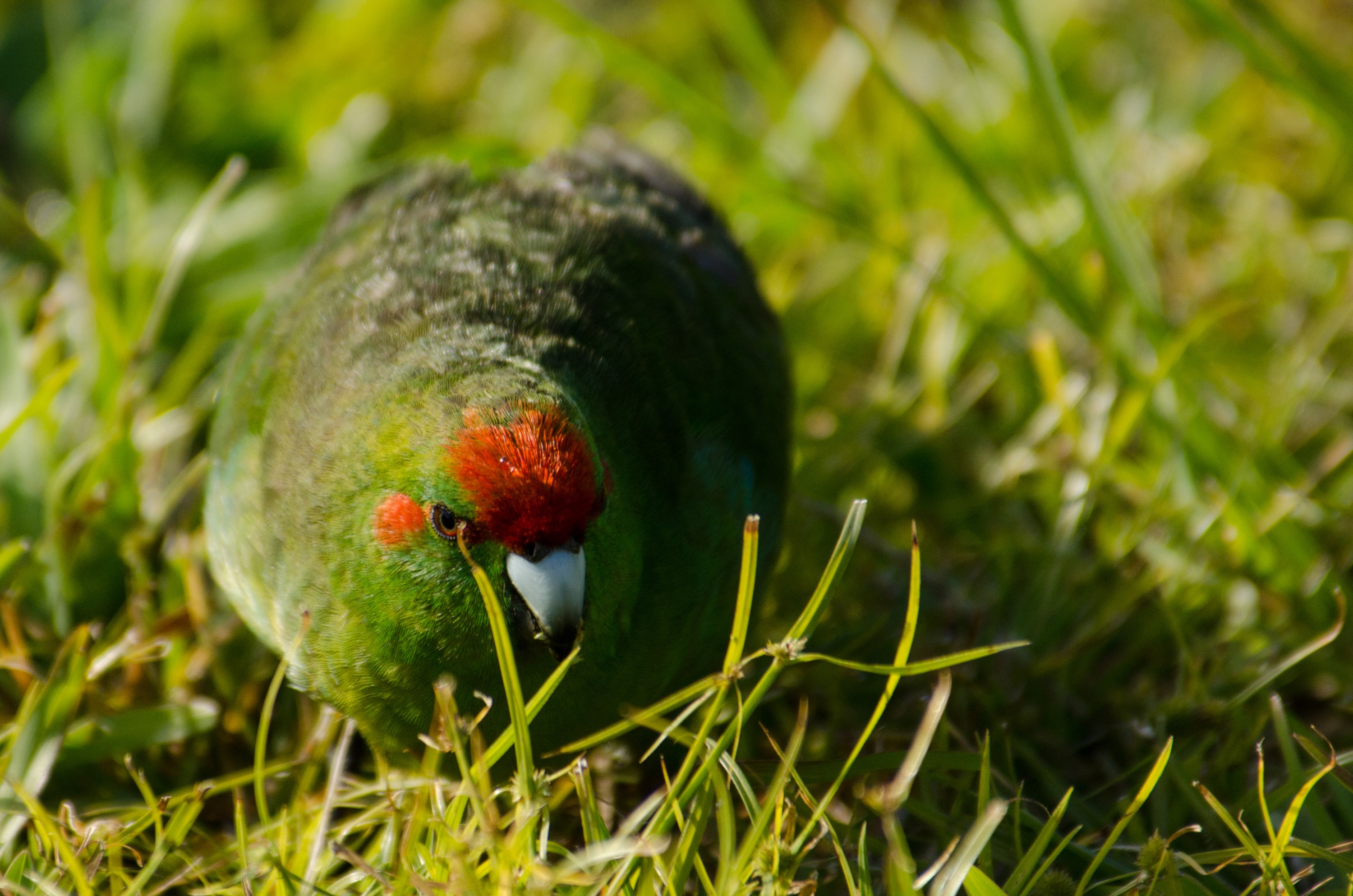 DSC_9428 – Cyanoramphus novaezelandiae, Kermadecs, Parakeet, Psittacidae, Rangitahua, Raoul, Red-crowned Parakeet, Sunday Island, bird, endemic, kakariki, kermadec, relict